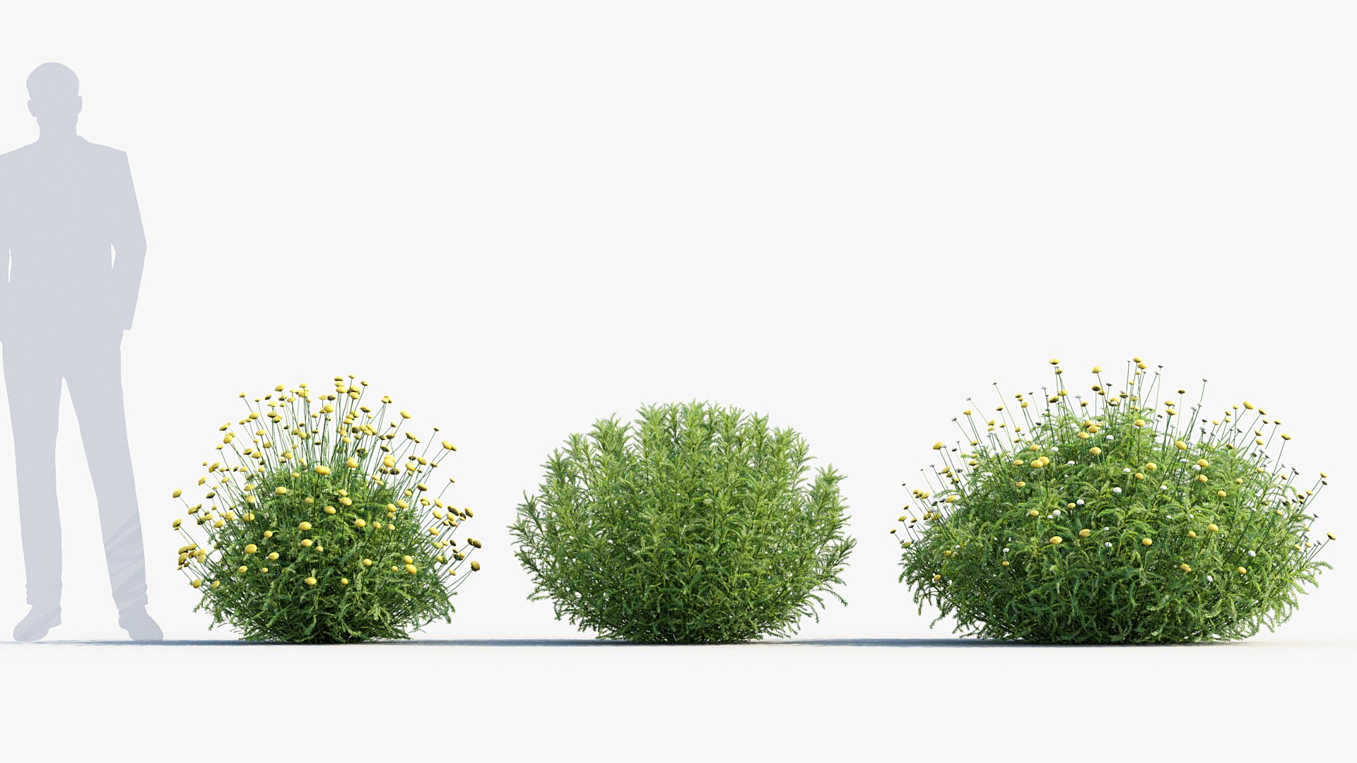 Package 05 Garden Flower Plants 3D https://p.turbosquid.com/ts-thumb/Fv/EpDM6s/5u/bc_pm_p05_santolina_rosmarinifolia_i_03/jpg/1705578169/1920x1080/fit_q87/5886d75755bd34a723a93a6ba9380c1d42a1ecfc/bc_pm_p05_santolina_rosmarinifolia_i_03.jpg