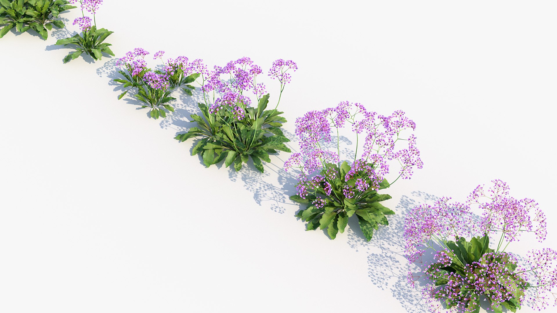 Package 05 Garden Flower Plants 3D https://p.turbosquid.com/ts-thumb/Fv/EpDM6s/5z/bc_pm_p05_sea_lavender_05/jpg/1705578179/1920x1080/fit_q87/0ae37c79ea6576de4032e08bc667ed6c9b9cd794/bc_pm_p05_sea_lavender_05.jpg