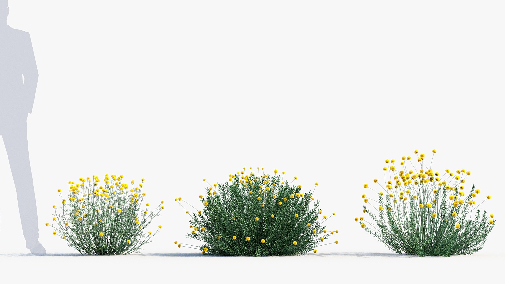 Package 05 Garden Flower Plants 3D https://p.turbosquid.com/ts-thumb/Fv/EpDM6s/6K/bc_pm_p05_santolina_rosmarinifolia_ii_03/jpg/1705578173/1920x1080/fit_q87/ffecee07e5a512758b3297f3bfba2e915c7d1ff3/bc_pm_p05_santolina_rosmarinifolia_ii_03.jpg