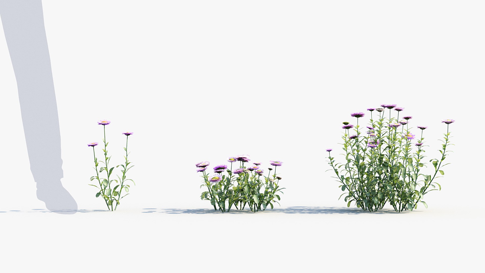 Package 05 Garden Flower Plants 3D https://p.turbosquid.com/ts-thumb/Fv/EpDM6s/8X/bc_pm_p05_erigeron_glaucus_02/jpg/1705578148/1920x1080/fit_q87/0dc89050ee7da2d10ed407decf7ac55b5046d5d1/bc_pm_p05_erigeron_glaucus_02.jpg