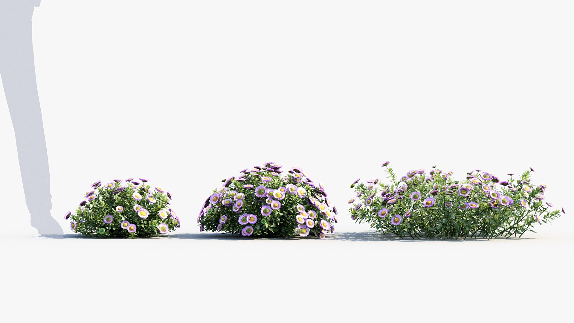 Package 05 Garden Flower Plants 3D https://p.turbosquid.com/ts-thumb/Fv/EpDM6s/9k/bc_pm_p05_erigeron_glaucus_03/jpg/1705578154/1920x1080/fit_q87/3e5ba8663602fdd415460cad2812a1491586db07/bc_pm_p05_erigeron_glaucus_03.jpg