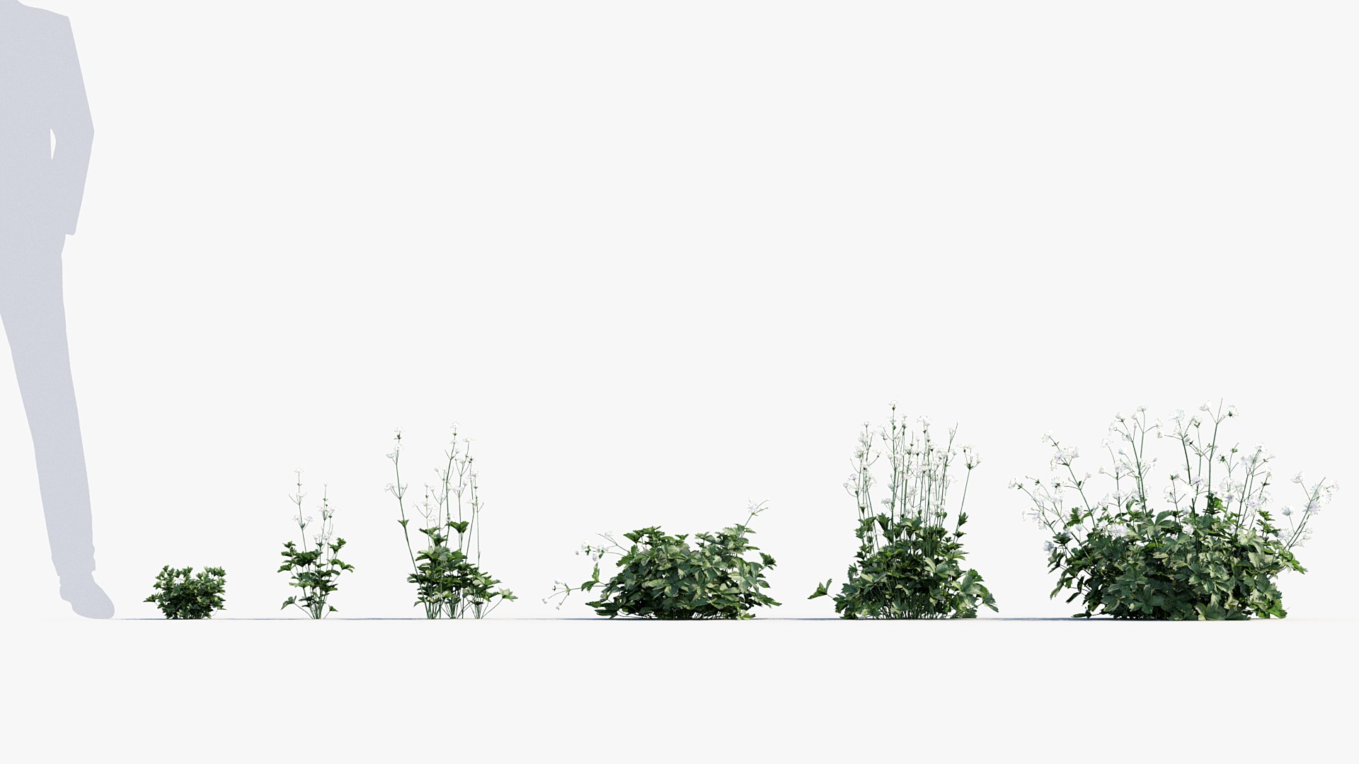 Package 05 Garden Flower Plants 3D https://p.turbosquid.com/ts-thumb/Fv/EpDM6s/F6/bc_pm_p05_astrantia_major_01/jpg/1705578079/1920x1080/fit_q87/34d0ee2aa96f1a0d72885d81c77ead30e53d57d0/bc_pm_p05_astrantia_major_01.jpg