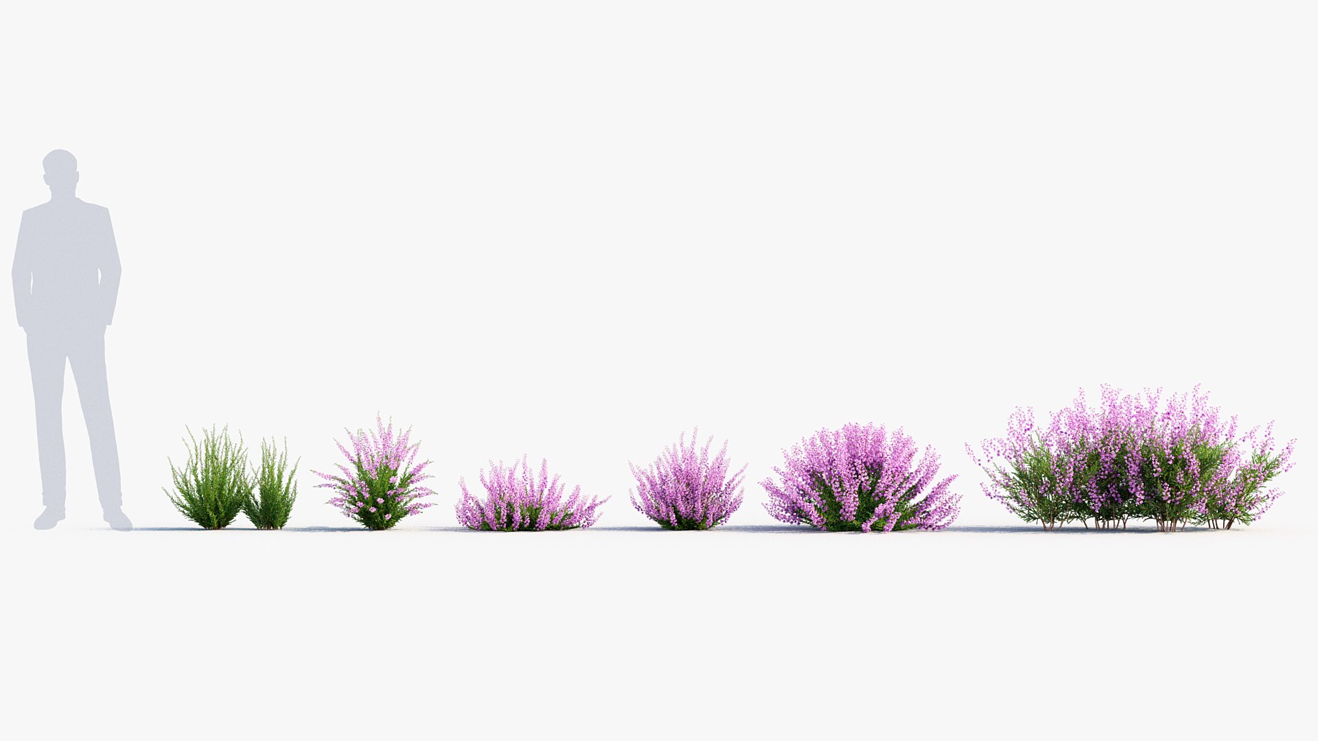 Package 05 Garden Flower Plants 3D https://p.turbosquid.com/ts-thumb/Fv/EpDM6s/FQ/bc_pm_p05_calluna_vulgaris_01/jpg/1705578125/1920x1080/fit_q87/12fe5ab4732016380a35aeaf606760f427da0016/bc_pm_p05_calluna_vulgaris_01.jpg