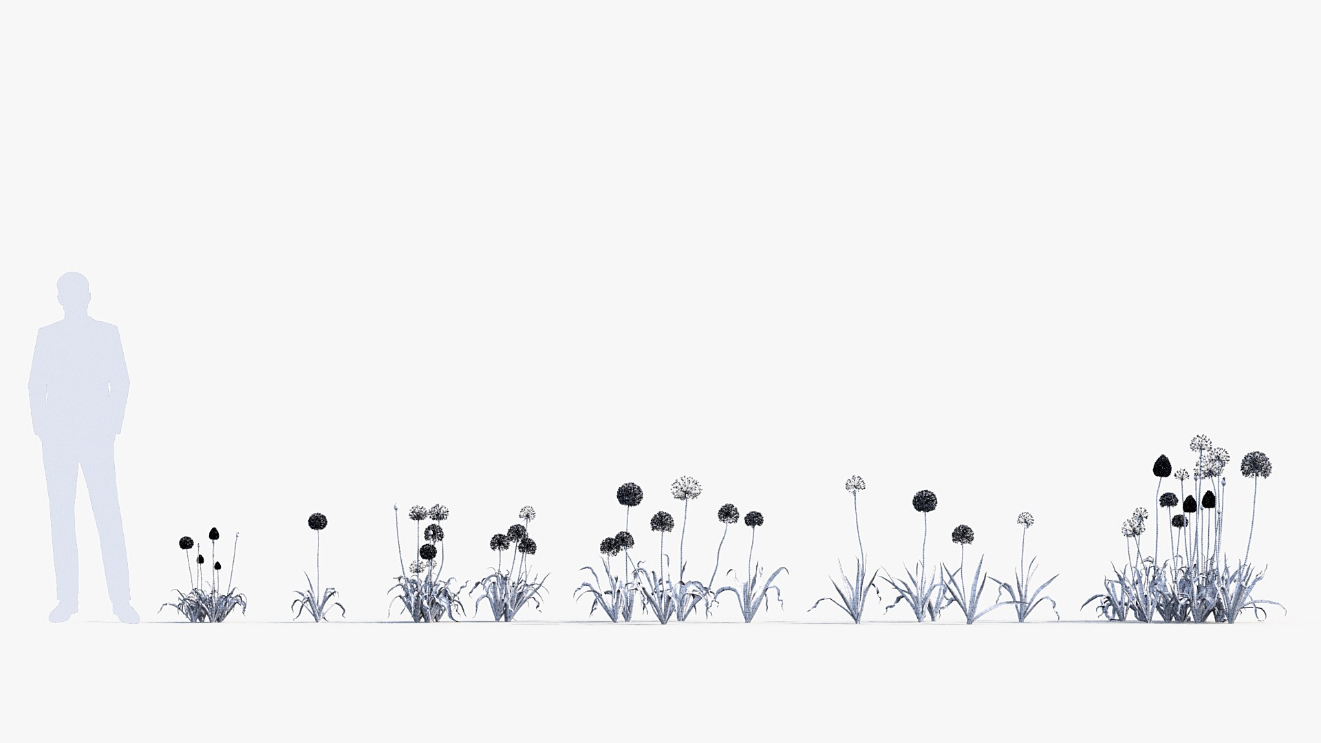 Package 05 Garden Flower Plants 3D https://p.turbosquid.com/ts-thumb/Fv/EpDM6s/Fd/bc_pm_p05_allium_hollandicum_wire/jpg/1705578077/1920x1080/fit_q87/eb1c7f49a893842462ea56db9a3621b1b8633ec2/bc_pm_p05_allium_hollandicum_wire.jpg