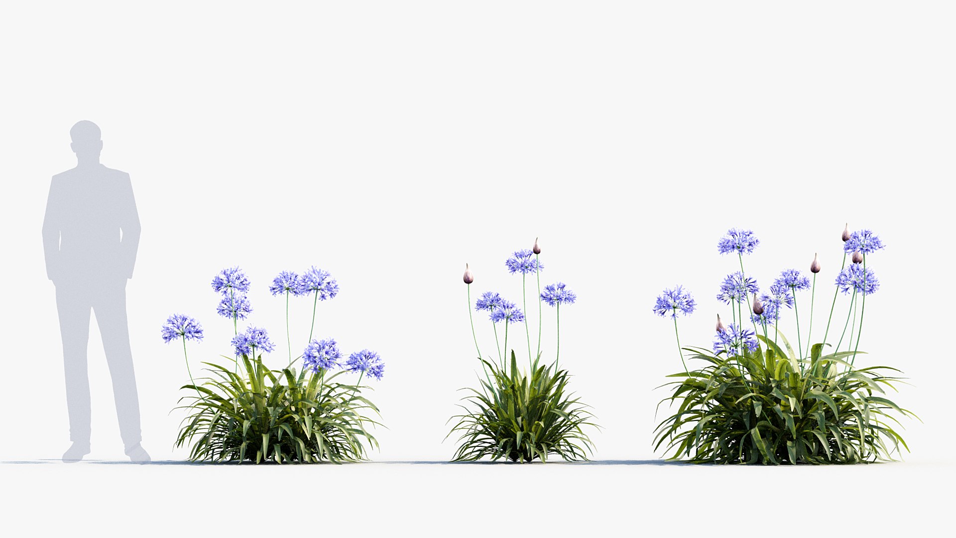 Package 05 Garden Flower Plants 3D https://p.turbosquid.com/ts-thumb/Fv/EpDM6s/Fz/bc_pm_p05_agapanthus_africanus_03/jpg/1705578042/1920x1080/fit_q87/53a2f6b1dae4c08bb2e1bd40ef3b260bf07e03c3/bc_pm_p05_agapanthus_africanus_03.jpg