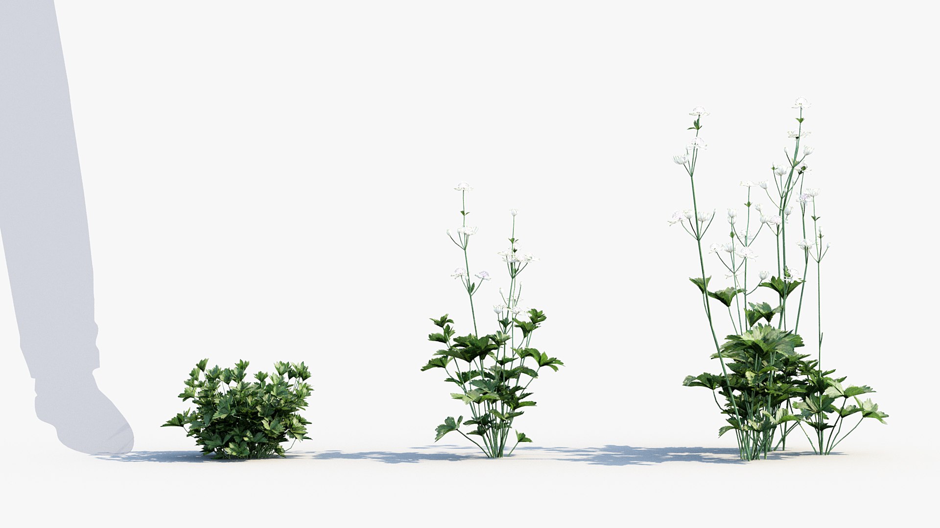 Package 05 Garden Flower Plants 3D https://p.turbosquid.com/ts-thumb/Fv/EpDM6s/Hd/bc_pm_p05_astrantia_major_02/jpg/1705578084/1920x1080/fit_q87/ecfa27597486d1fdb6de554771bcd85a720eda77/bc_pm_p05_astrantia_major_02.jpg