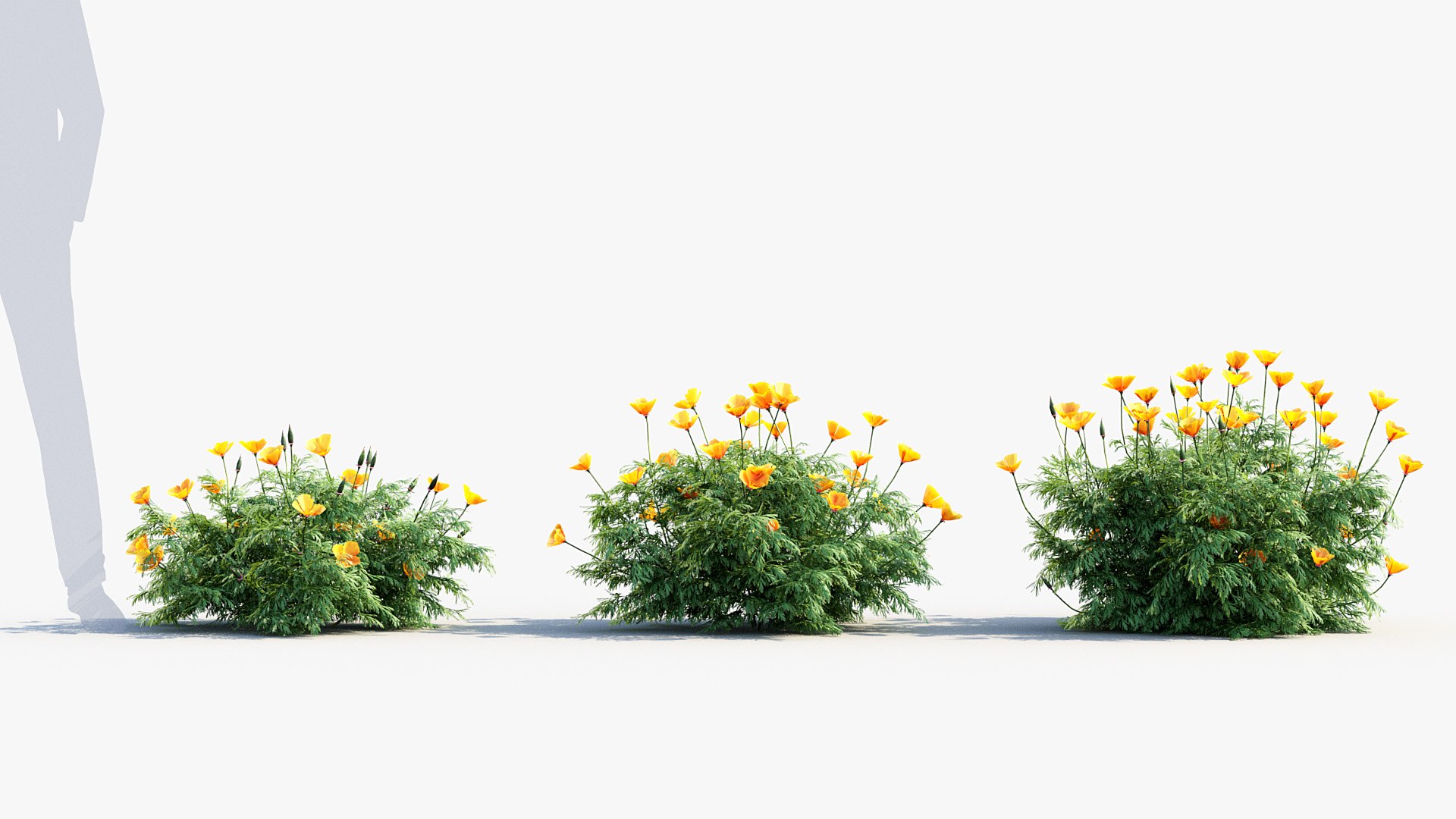 Package 05 Garden Flower Plants 3D https://p.turbosquid.com/ts-thumb/Fv/EpDM6s/Ho/bc_pm_p05_california_poppy_03/jpg/1705578107/1920x1080/fit_q87/294dce1defc2acb8741f7122ce93e68365c685c7/bc_pm_p05_california_poppy_03.jpg