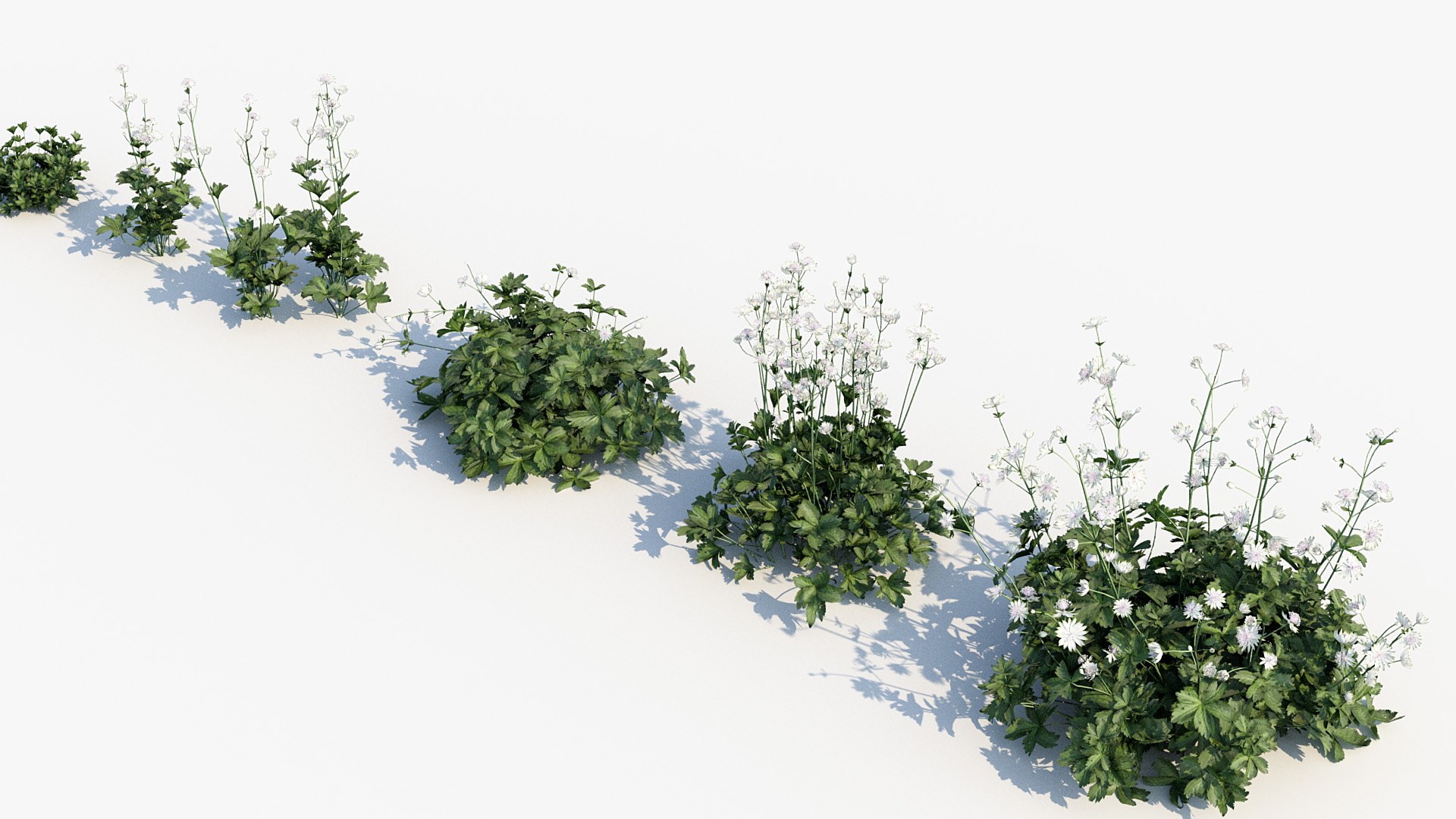 Package 05 Garden Flower Plants 3D https://p.turbosquid.com/ts-thumb/Fv/EpDM6s/IA/bc_pm_p05_astrantia_major_05/jpg/1705578094/1920x1080/fit_q87/85f02c0ab97d8e266399efbdec0180f832dbe36d/bc_pm_p05_astrantia_major_05.jpg