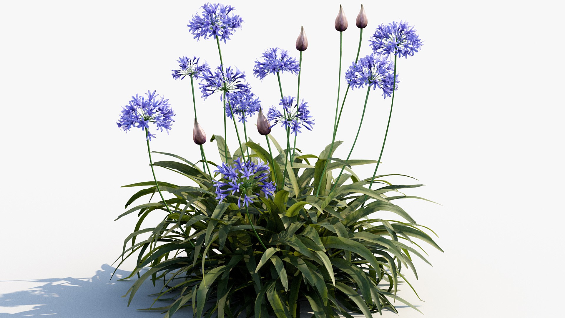 Package 05 Garden Flower Plants 3D https://p.turbosquid.com/ts-thumb/Fv/EpDM6s/JA/bc_pm_p05_agapanthus_africanus_04/jpg/1705578046/1920x1080/fit_q87/af7076d7444e27024b4598df089435e32fb852a8/bc_pm_p05_agapanthus_africanus_04.jpg