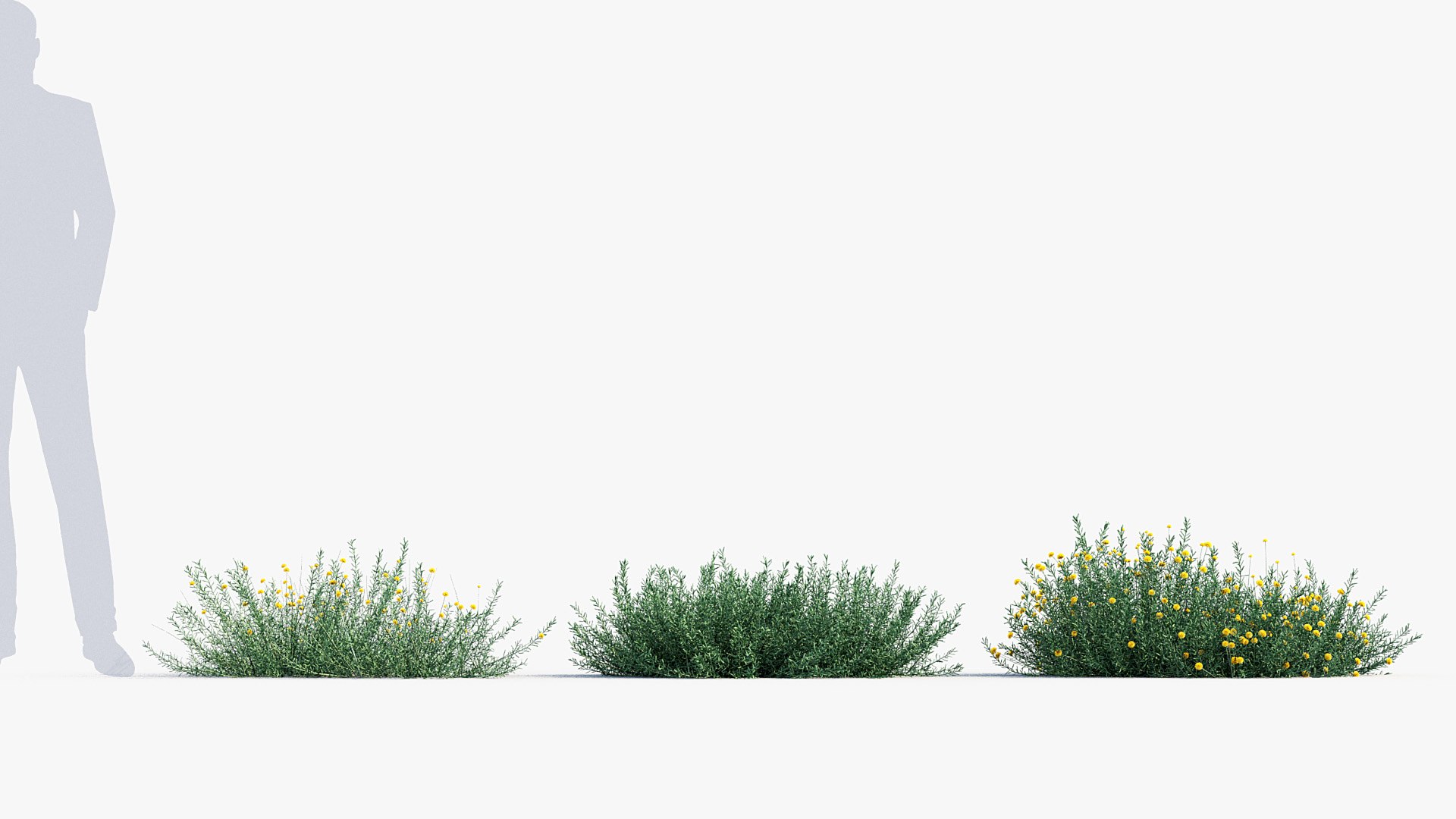 Package 05 Garden Flower Plants 3D https://p.turbosquid.com/ts-thumb/Fv/EpDM6s/KY/bc_pm_p05_santolina_rosmarinifolia_ii_02/jpg/1705578172/1920x1080/fit_q87/bc3033dd0ce10a129d334455c54f461a8ad8e8ea/bc_pm_p05_santolina_rosmarinifolia_ii_02.jpg