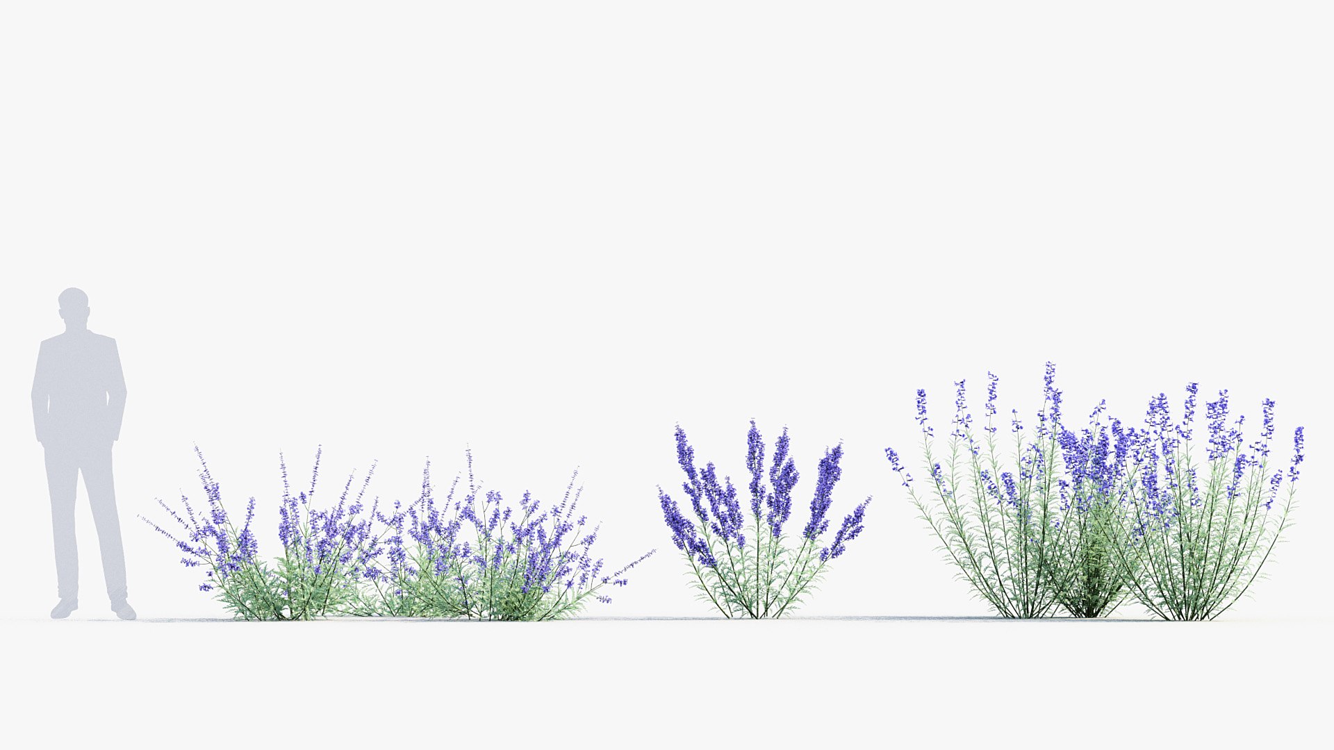 Package 05 Garden Flower Plants 3D https://p.turbosquid.com/ts-thumb/Fv/EpDM6s/MT/bc_pm_p05_perovskia_atriplicifolia_02/jpg/1705578164/1920x1080/fit_q87/993574646719ea6829265878ef531f9a657c5d75/bc_pm_p05_perovskia_atriplicifolia_02.jpg