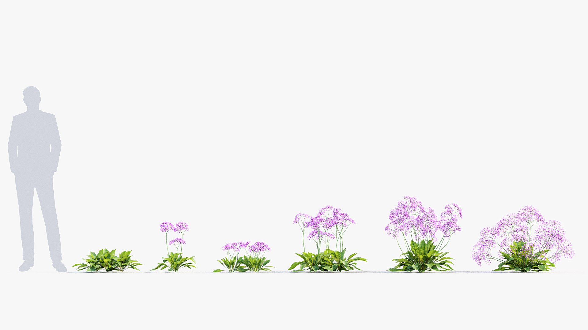 Package 05 Garden Flower Plants 3D https://p.turbosquid.com/ts-thumb/Fv/EpDM6s/SL/bc_pm_p05_sea_lavender_01/jpg/1705578176/1920x1080/fit_q87/2a74971915de91d4c63435a71372b360f3046cc7/bc_pm_p05_sea_lavender_01.jpg