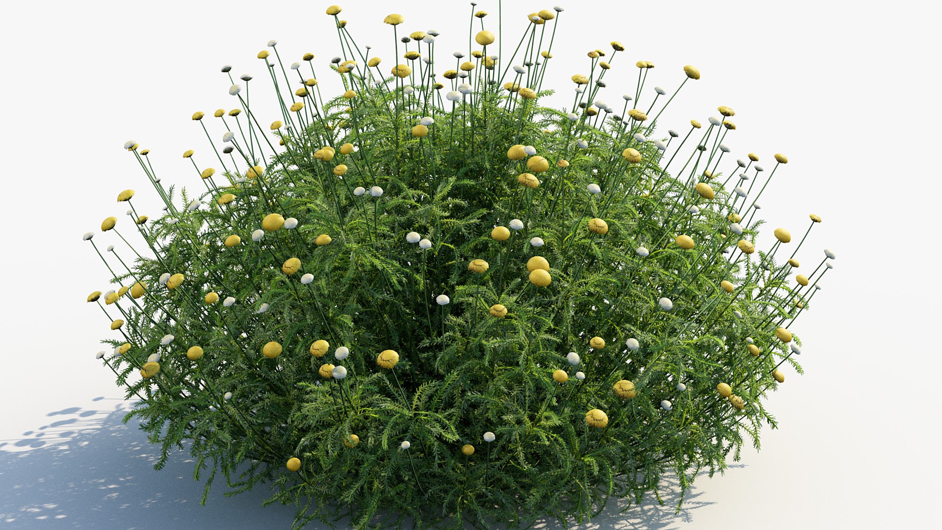 Package 05 Garden Flower Plants 3D https://p.turbosquid.com/ts-thumb/Fv/EpDM6s/TU/bc_pm_p05_santolina_rosmarinifolia_i_04/jpg/1705578171/1920x1080/fit_q87/142571b6df01b2d3529b6ba83e64df7495e0d856/bc_pm_p05_santolina_rosmarinifolia_i_04.jpg