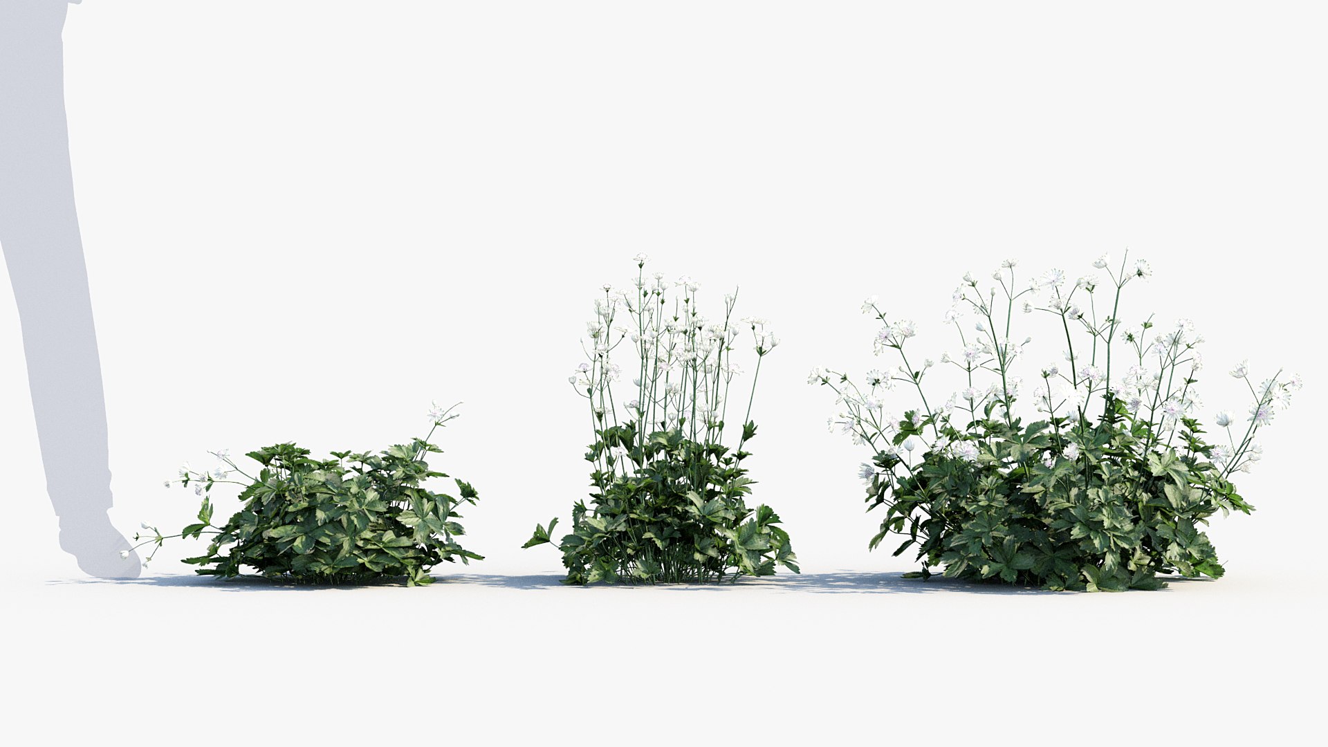 Package 05 Garden Flower Plants 3D https://p.turbosquid.com/ts-thumb/Fv/EpDM6s/WR/bc_pm_p05_astrantia_major_03/jpg/1705578087/1920x1080/fit_q87/49100ce1bff9dd0e9985985d7eecfb94bf9e3816/bc_pm_p05_astrantia_major_03.jpg