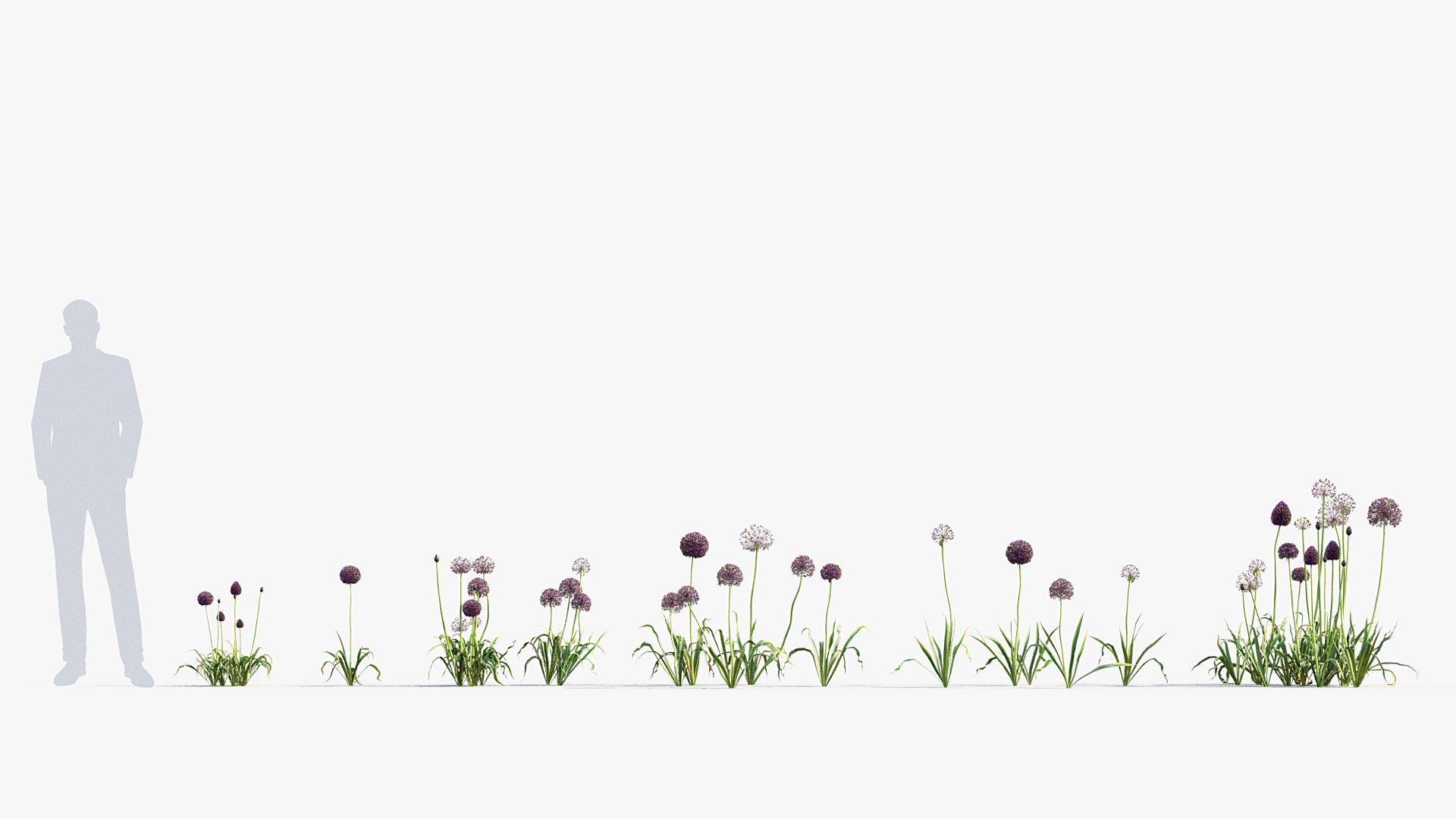 Package 05 Garden Flower Plants 3D https://p.turbosquid.com/ts-thumb/Fv/EpDM6s/Y3/bc_pm_p05_allium_hollandicum_01/jpg/1705578055/1920x1080/fit_q87/d4e504d535b6bc5fe4c78999ece45729eb15b0ed/bc_pm_p05_allium_hollandicum_01.jpg