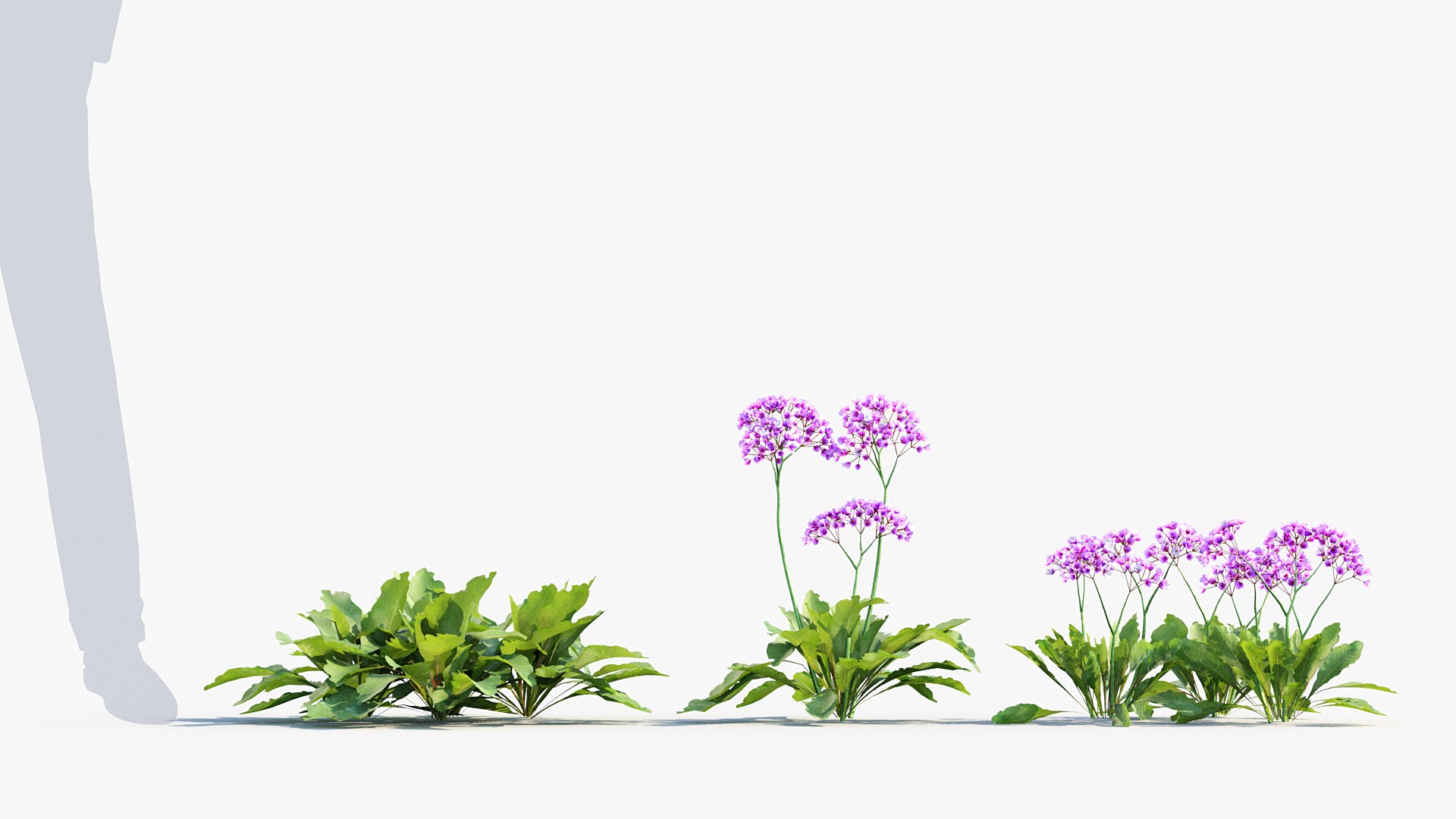 Package 05 Garden Flower Plants 3D https://p.turbosquid.com/ts-thumb/Fv/EpDM6s/YW/bc_pm_p05_sea_lavender_02/jpg/1705578176/1920x1080/fit_q87/3d329bee1791f01c14460aacaf7d4284d0345c7a/bc_pm_p05_sea_lavender_02.jpg