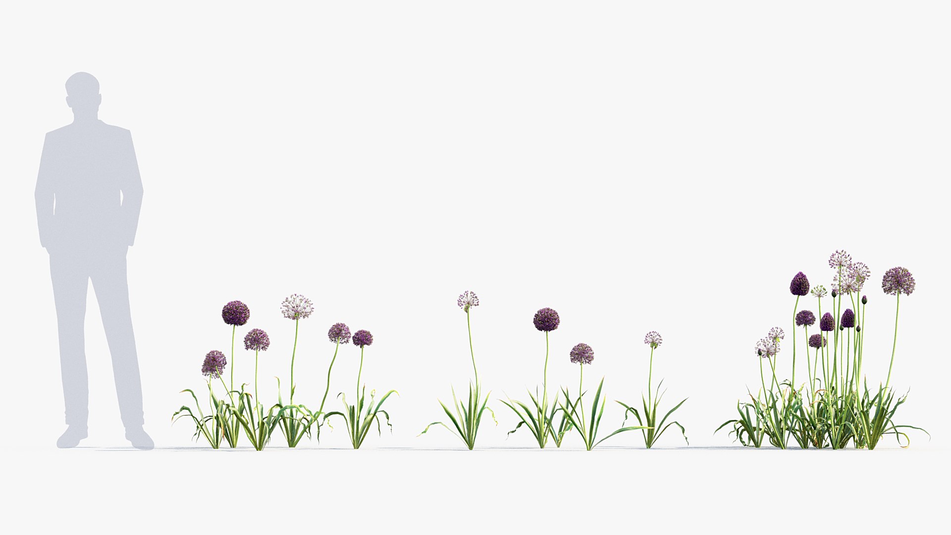 Package 05 Garden Flower Plants 3D https://p.turbosquid.com/ts-thumb/Fv/EpDM6s/aP/bc_pm_p05_allium_hollandicum_03/jpg/1705578064/1920x1080/fit_q87/71bea3f0b90115d3f4fa7a1b57bb575266273260/bc_pm_p05_allium_hollandicum_03.jpg
