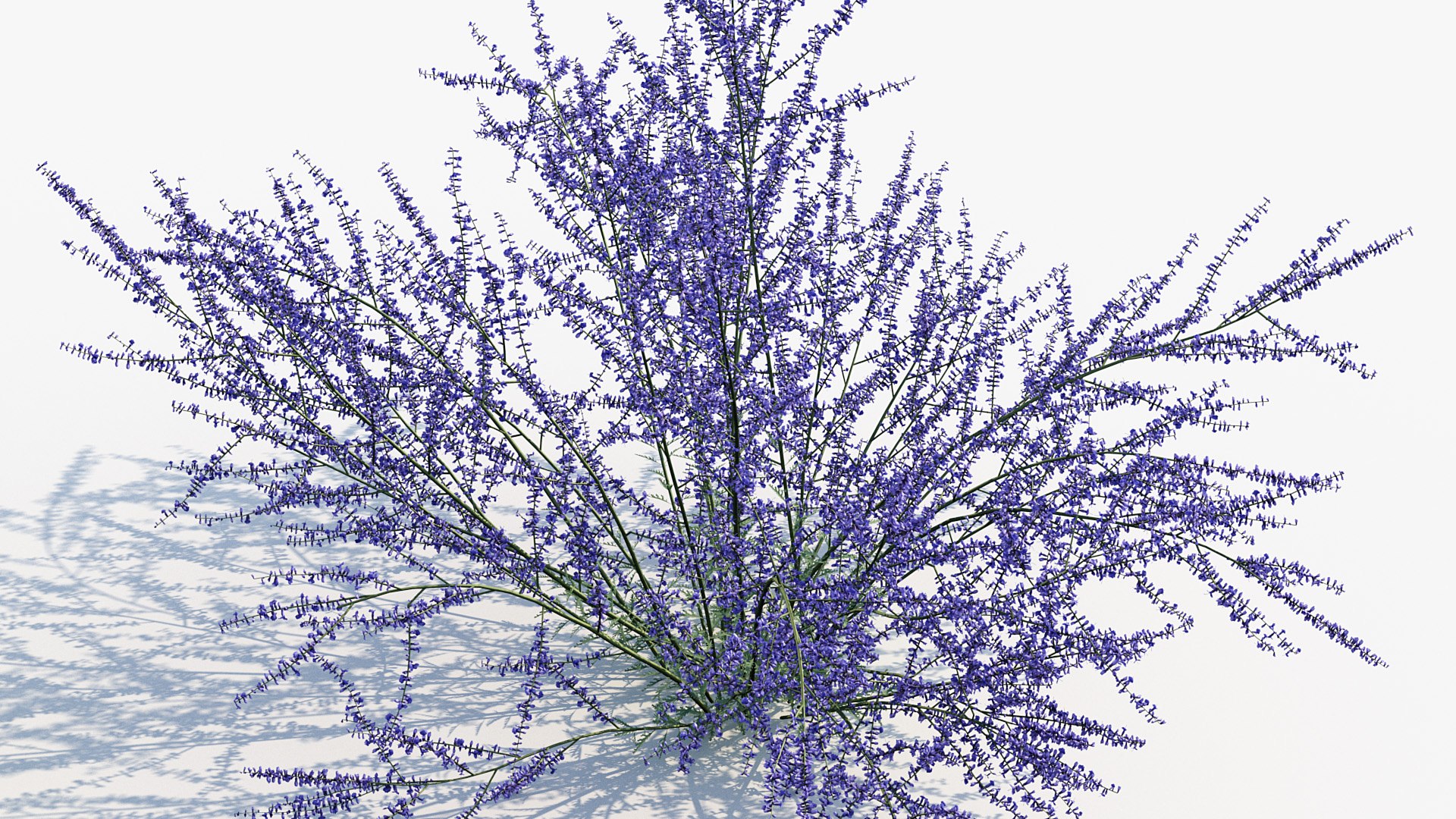 Package 05 Garden Flower Plants 3D https://p.turbosquid.com/ts-thumb/Fv/EpDM6s/bl/bc_pm_p05_perovskia_atriplicifolia_04/jpg/1705578166/1920x1080/fit_q87/1af7d34c1c4a8a4cb42470c733c2af6a8bf0baa8/bc_pm_p05_perovskia_atriplicifolia_04.jpg