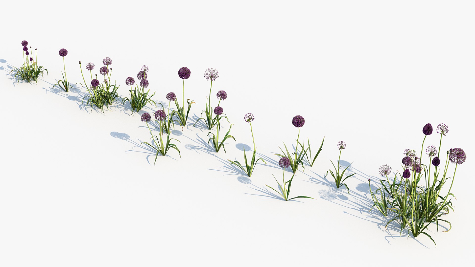 Package 05 Garden Flower Plants 3D https://p.turbosquid.com/ts-thumb/Fv/EpDM6s/di/bc_pm_p05_allium_hollandicum_05/jpg/1705578074/1920x1080/fit_q87/e2b56a584920745446951f1403bc91a377b0a45f/bc_pm_p05_allium_hollandicum_05.jpg