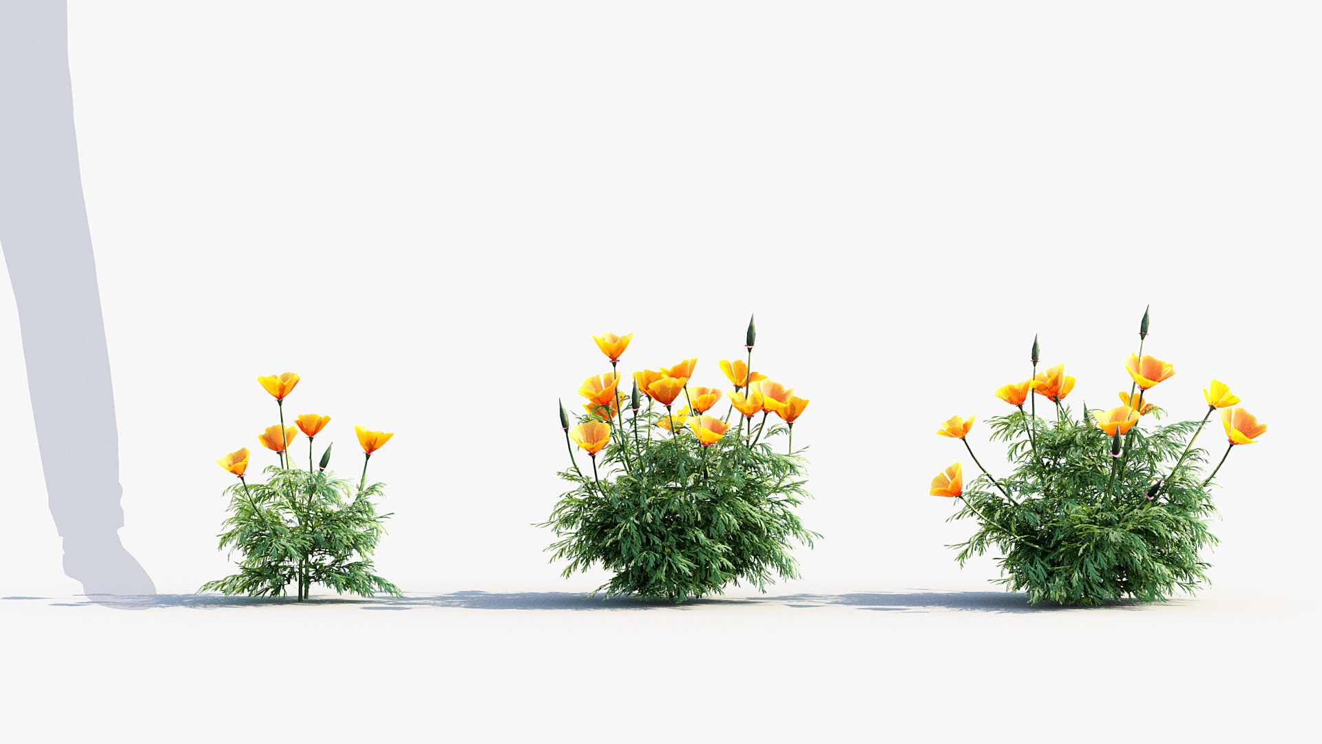 Package 05 Garden Flower Plants 3D https://p.turbosquid.com/ts-thumb/Fv/EpDM6s/ex/bc_pm_p05_california_poppy_02/jpg/1705578103/1920x1080/fit_q87/3126036372dfafdeb7280785caf3311008168e5d/bc_pm_p05_california_poppy_02.jpg