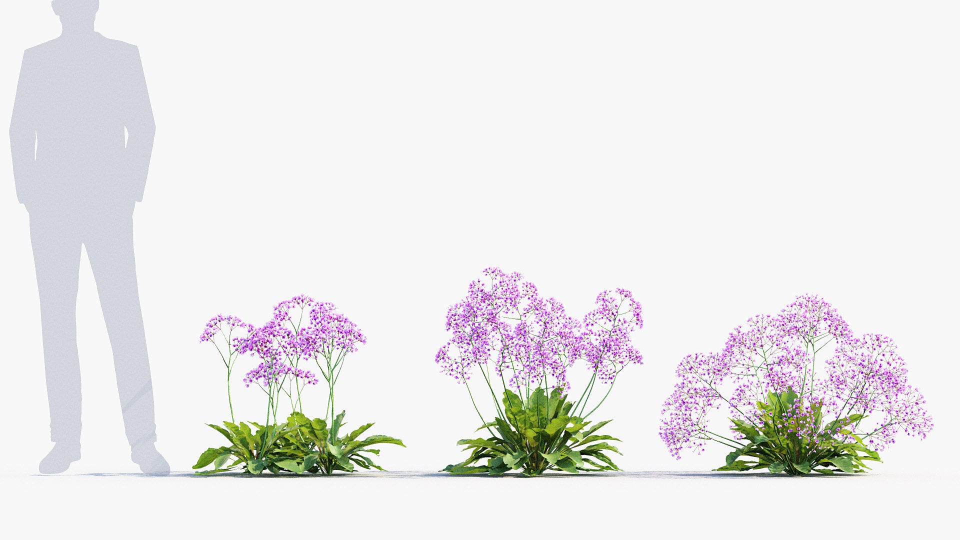 Package 05 Garden Flower Plants 3D https://p.turbosquid.com/ts-thumb/Fv/EpDM6s/fG/bc_pm_p05_sea_lavender_03/jpg/1705578177/1920x1080/fit_q87/c973ced84a0b0001dde118c685f75b49e358592d/bc_pm_p05_sea_lavender_03.jpg