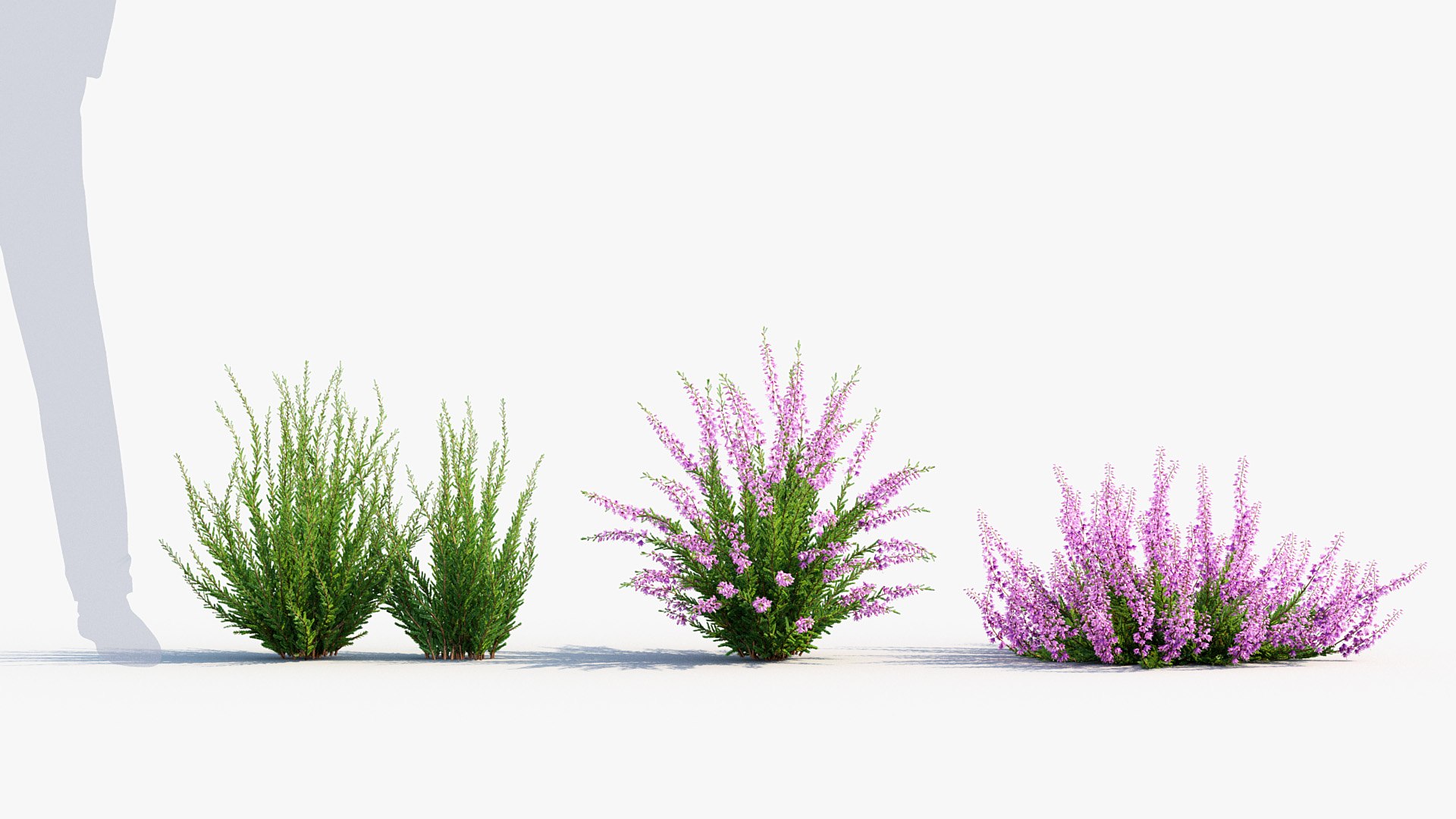Package 05 Garden Flower Plants 3D https://p.turbosquid.com/ts-thumb/Fv/EpDM6s/g4/bc_pm_p05_calluna_vulgaris_02/jpg/1705578129/1920x1080/fit_q87/41910815acc74040fdfc25819c74694558a742c0/bc_pm_p05_calluna_vulgaris_02.jpg