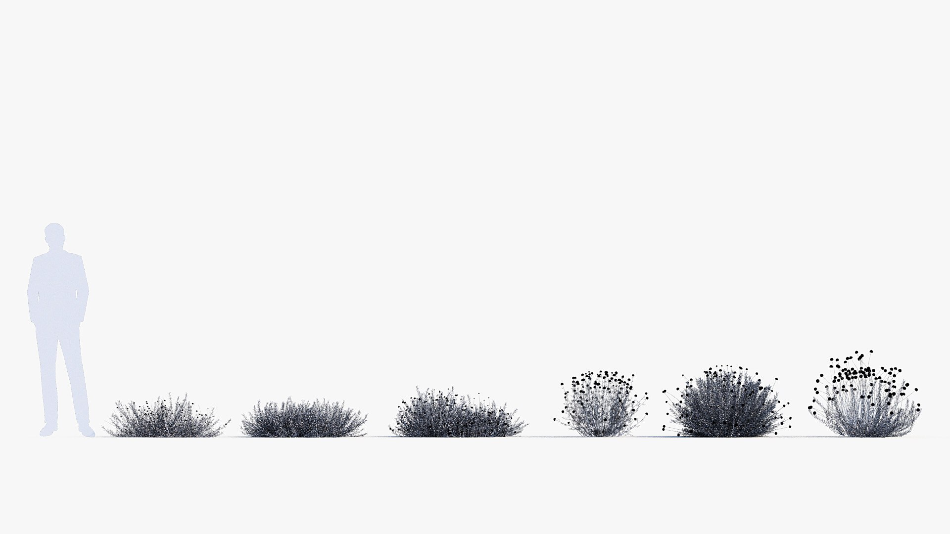 Package 05 Garden Flower Plants 3D https://p.turbosquid.com/ts-thumb/Fv/EpDM6s/hl/bc_pm_p05_santolina_rosmarinifolia_ii_wire/jpg/1705578175/1920x1080/fit_q87/0a417c3bf53f9831ae45ed18329094fc15fa7be0/bc_pm_p05_santolina_rosmarinifolia_ii_wire.jpg