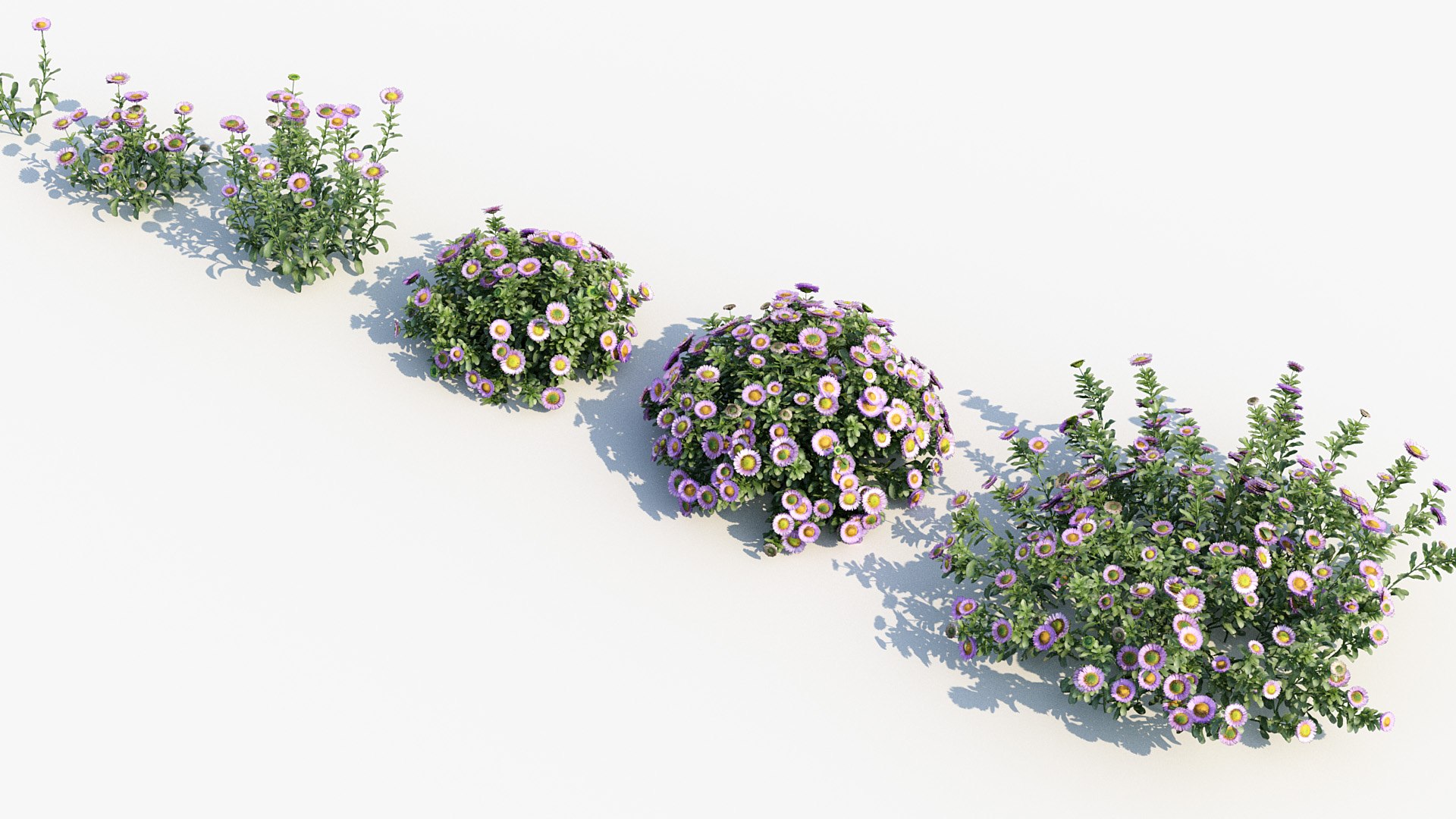 Package 05 Garden Flower Plants 3D https://p.turbosquid.com/ts-thumb/Fv/EpDM6s/i8/bc_pm_p05_erigeron_glaucus_05/jpg/1705578158/1920x1080/fit_q87/80a8eed21f48804ae671adf04098f51091fd90fc/bc_pm_p05_erigeron_glaucus_05.jpg
