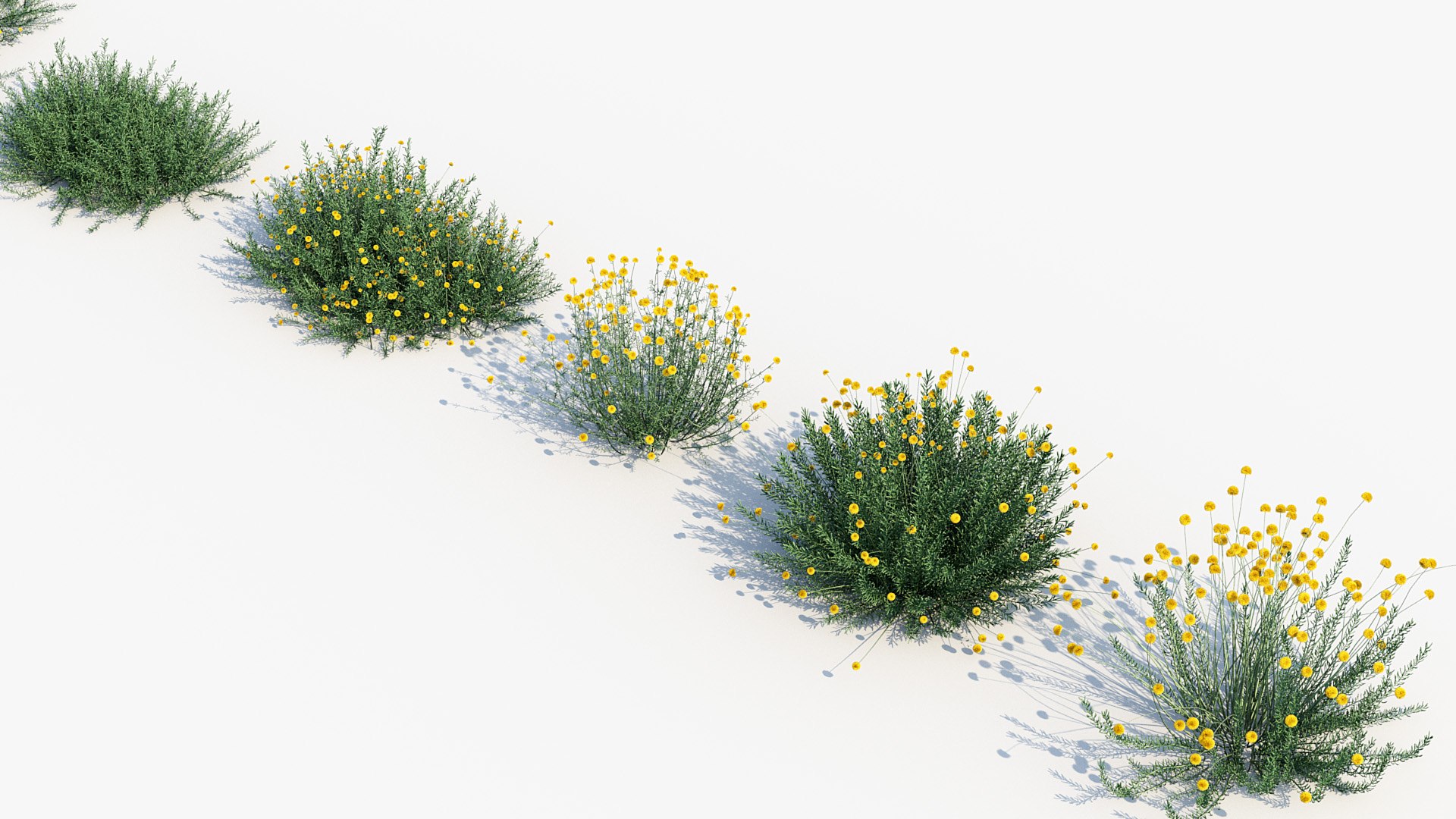 Package 05 Garden Flower Plants 3D https://p.turbosquid.com/ts-thumb/Fv/EpDM6s/j0/bc_pm_p05_santolina_rosmarinifolia_ii_05/jpg/1705578174/1920x1080/fit_q87/0a57c6ab50945eb40b27f11b910d3f546b924dd0/bc_pm_p05_santolina_rosmarinifolia_ii_05.jpg