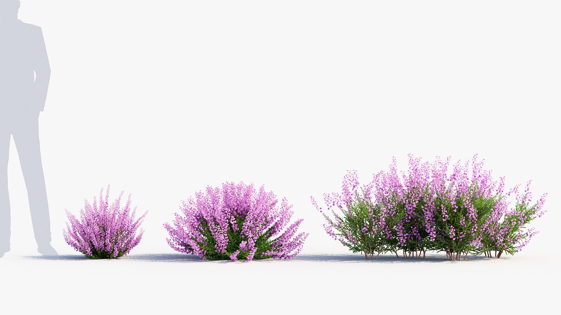 Package 05 Garden Flower Plants 3D https://p.turbosquid.com/ts-thumb/Fv/EpDM6s/jx/bc_pm_p05_calluna_vulgaris_03/jpg/1705578132/1920x1080/fit_q87/72a6fa617dc75aabe5e79c927167673b8d6189d2/bc_pm_p05_calluna_vulgaris_03.jpg