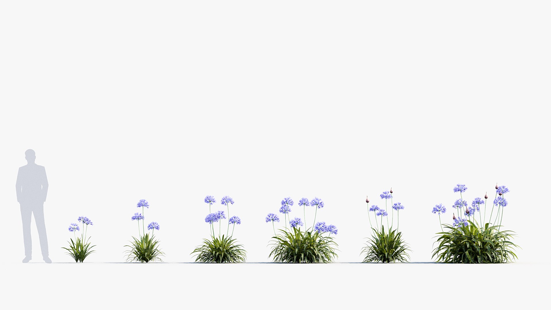 Package 05 Garden Flower Plants 3D https://p.turbosquid.com/ts-thumb/Fv/EpDM6s/jz/bc_pm_p05_agapanthus_africanus_01/jpg/1705578036/1920x1080/fit_q87/15631ccbd2d851df1f5da6006228e7a0ef6164f2/bc_pm_p05_agapanthus_africanus_01.jpg