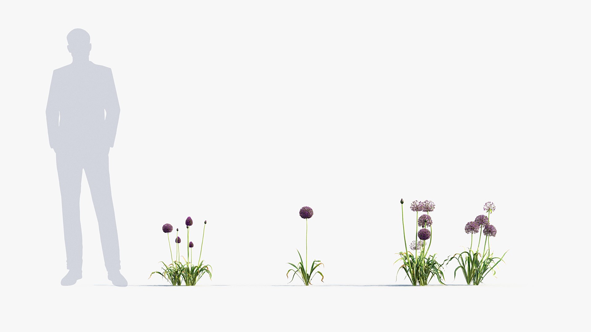 Package 05 Garden Flower Plants 3D https://p.turbosquid.com/ts-thumb/Fv/EpDM6s/pb/bc_pm_p05_allium_hollandicum_02/jpg/1705578061/1920x1080/fit_q87/ef49086ee3acf5917e3c579c18ac1ee7ae3dcae2/bc_pm_p05_allium_hollandicum_02.jpg