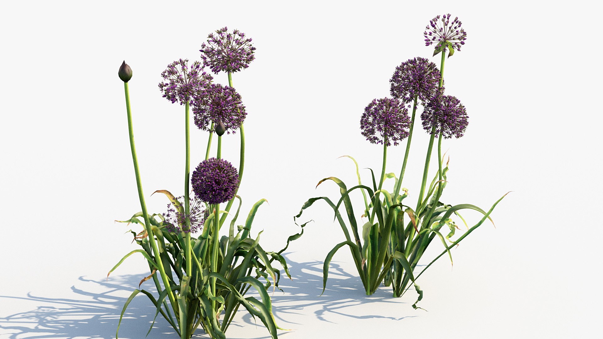 Package 05 Garden Flower Plants 3D https://p.turbosquid.com/ts-thumb/Fv/EpDM6s/q6/bc_pm_p05_allium_hollandicum_04/jpg/1705578069/1920x1080/fit_q87/f27fc8530957d6975ef2df82e48dfcfd5bcdf79c/bc_pm_p05_allium_hollandicum_04.jpg