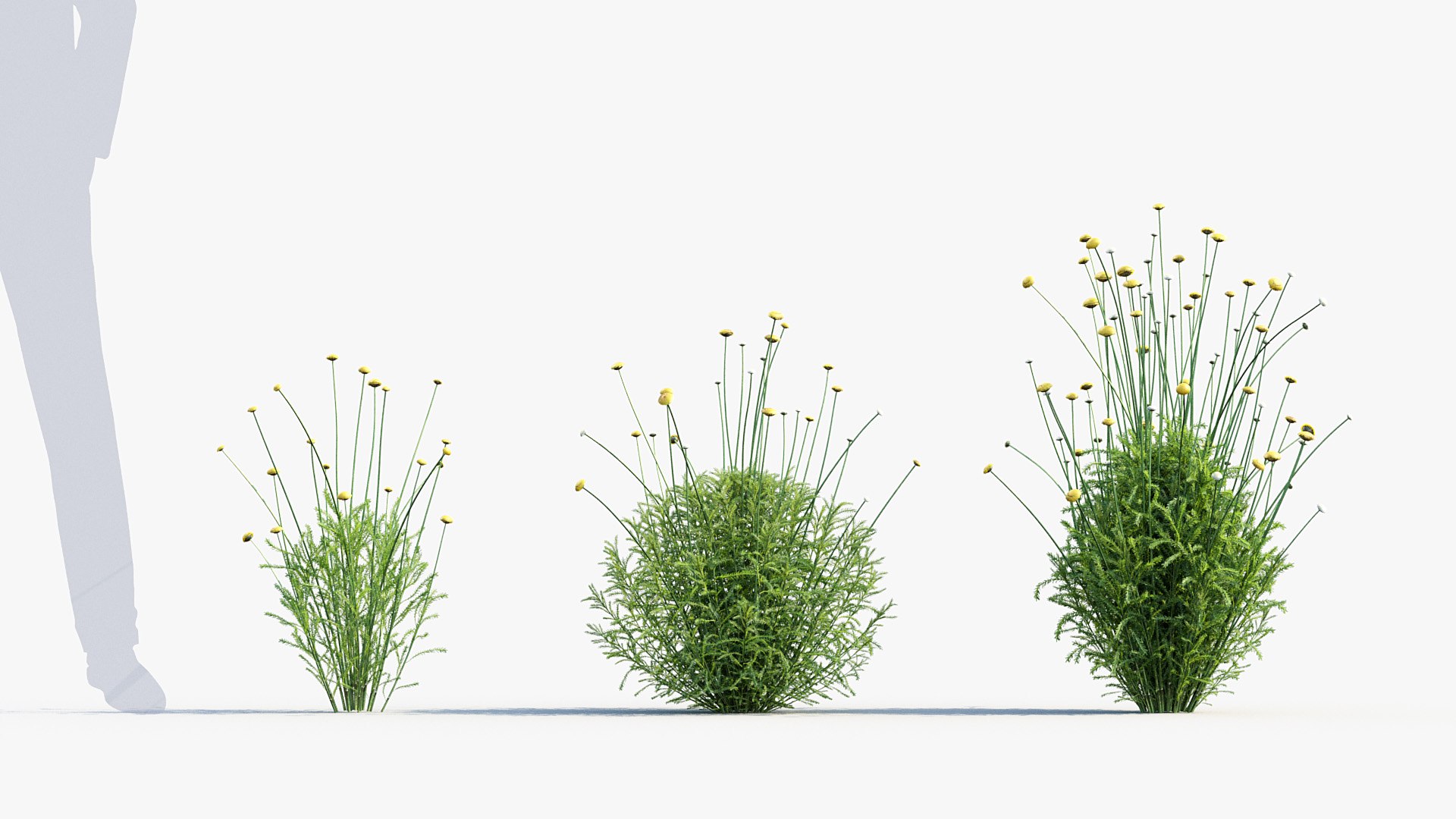 Package 05 Garden Flower Plants 3D https://p.turbosquid.com/ts-thumb/Fv/EpDM6s/tB/bc_pm_p05_santolina_rosmarinifolia_i_02/jpg/1705578168/1920x1080/fit_q87/4c92d9691ba36df3facc601b7862cff248485bd2/bc_pm_p05_santolina_rosmarinifolia_i_02.jpg