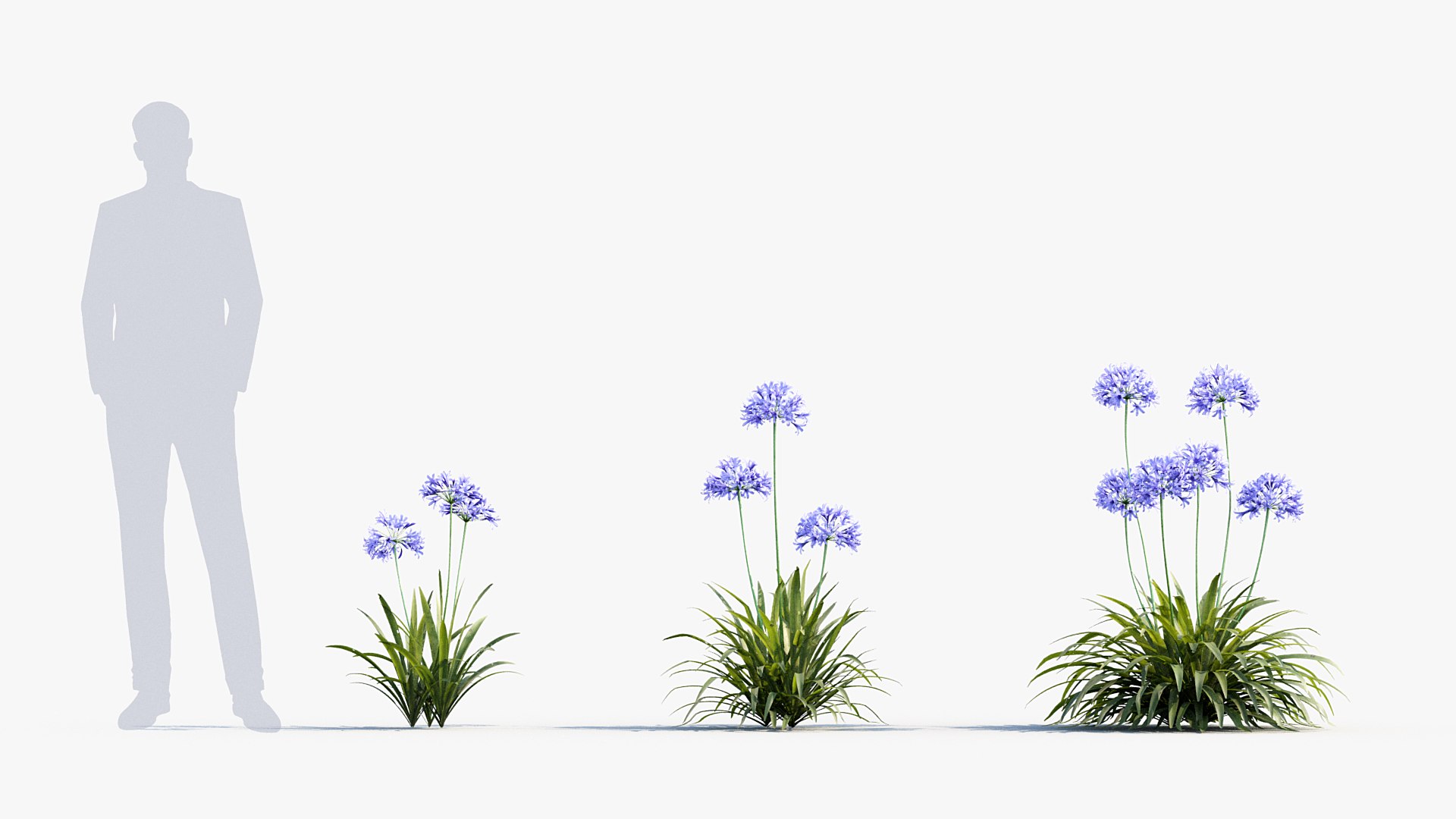 Package 05 Garden Flower Plants 3D https://p.turbosquid.com/ts-thumb/Fv/EpDM6s/tI/bc_pm_p05_agapanthus_africanus_02/jpg/1705578039/1920x1080/fit_q87/ad6650d58787b54ab1a68b5949f8080d2b80cb8a/bc_pm_p05_agapanthus_africanus_02.jpg