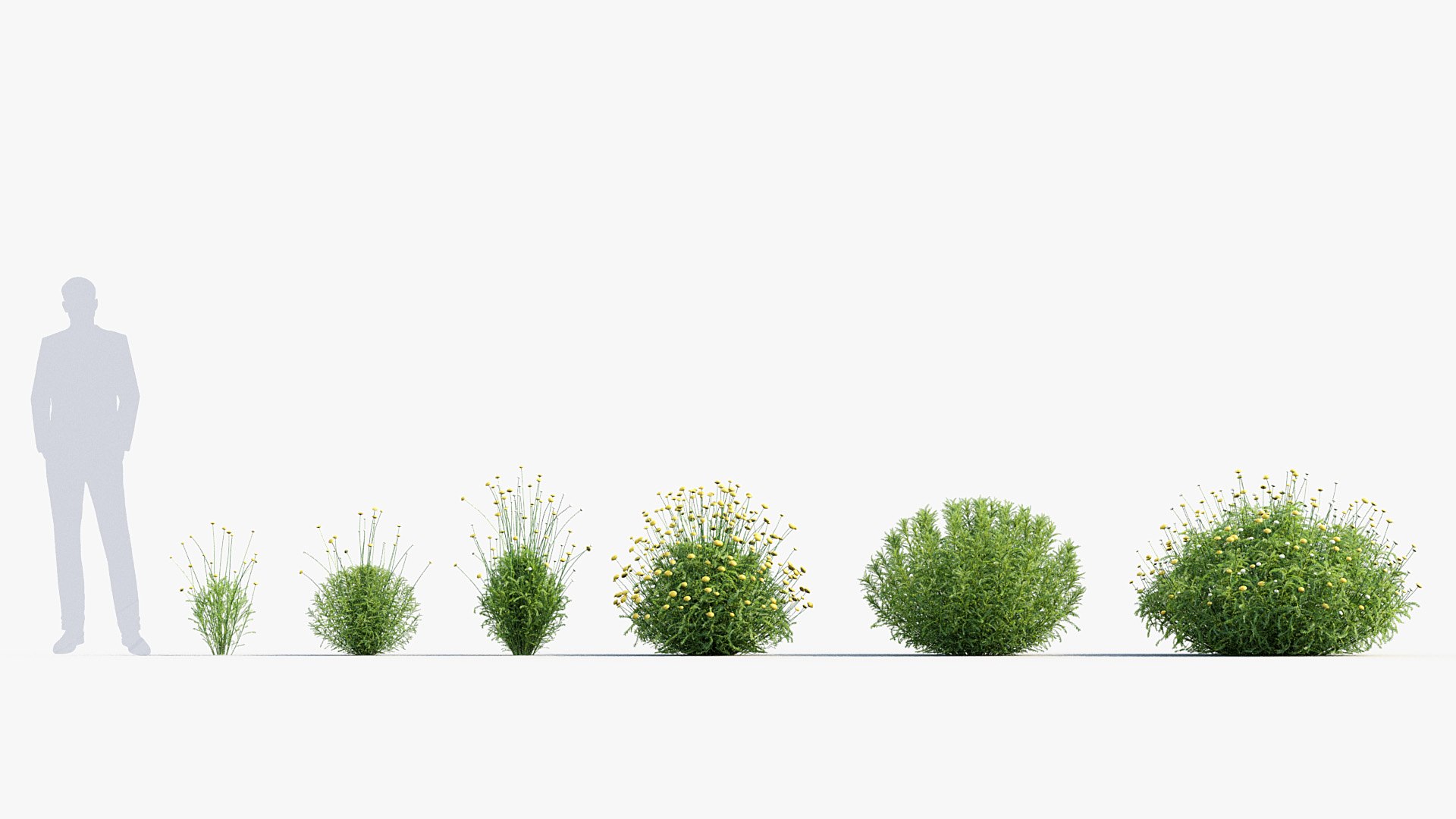 Package 05 Garden Flower Plants 3D https://p.turbosquid.com/ts-thumb/Fv/EpDM6s/u2/bc_pm_p05_santolina_rosmarinifolia_i_01/jpg/1705578167/1920x1080/fit_q87/b9d49ac8c1d360daf17dcf52fd399d74dc116c37/bc_pm_p05_santolina_rosmarinifolia_i_01.jpg