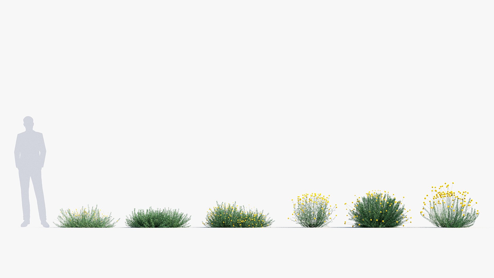 Package 05 Garden Flower Plants 3D https://p.turbosquid.com/ts-thumb/Fv/EpDM6s/uy/bc_pm_p05_santolina_rosmarinifolia_ii_01/jpg/1705578172/1920x1080/fit_q87/0c2db34fb3c694dd334e19b803eb05b480d9997a/bc_pm_p05_santolina_rosmarinifolia_ii_01.jpg