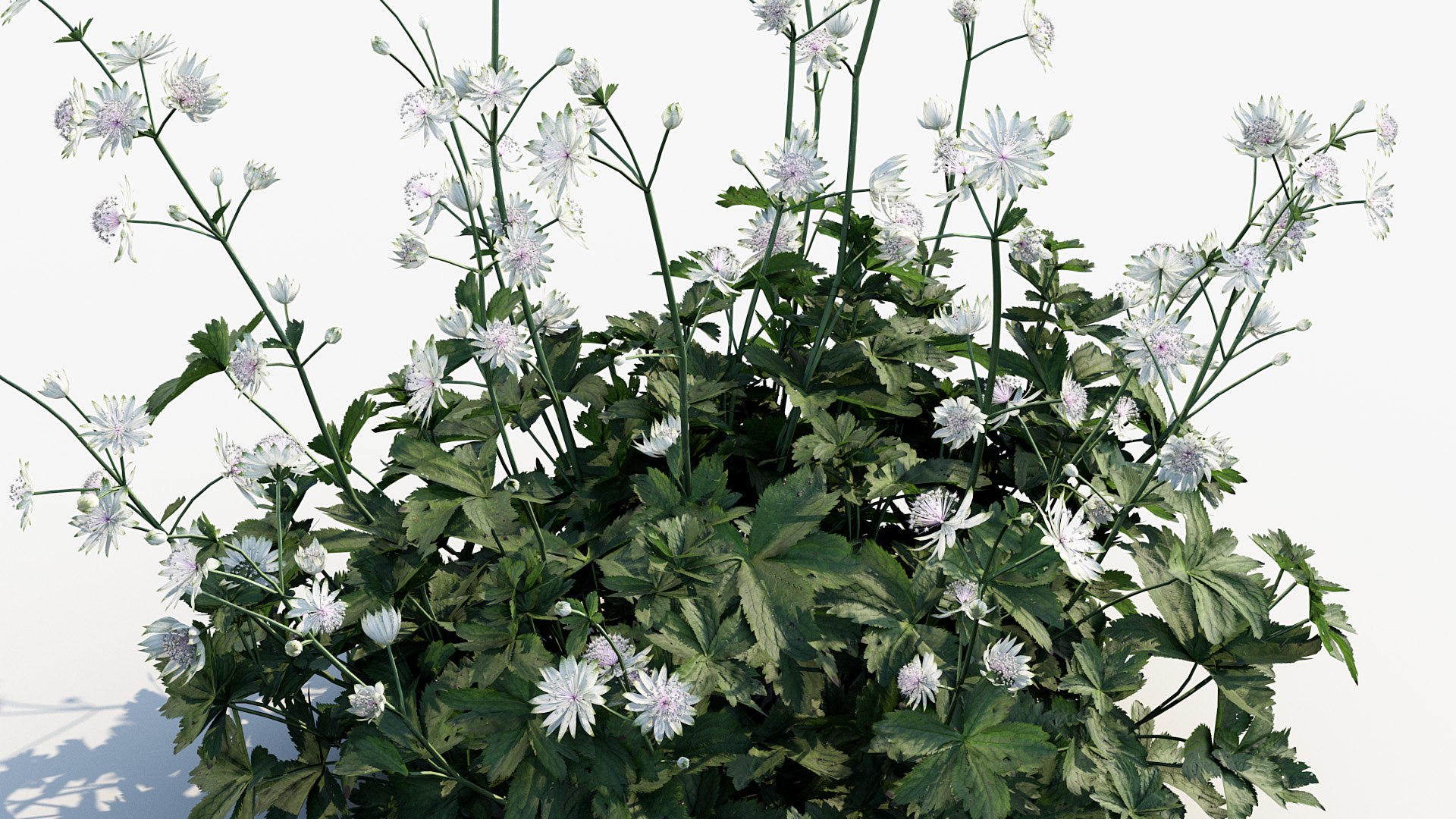 Package 05 Garden Flower Plants 3D https://p.turbosquid.com/ts-thumb/Fv/EpDM6s/vv/bc_pm_p05_astrantia_major_04/jpg/1705578090/1920x1080/fit_q87/bb9e7705a61f752e2eb76ba0b2832560d25756c0/bc_pm_p05_astrantia_major_04.jpg