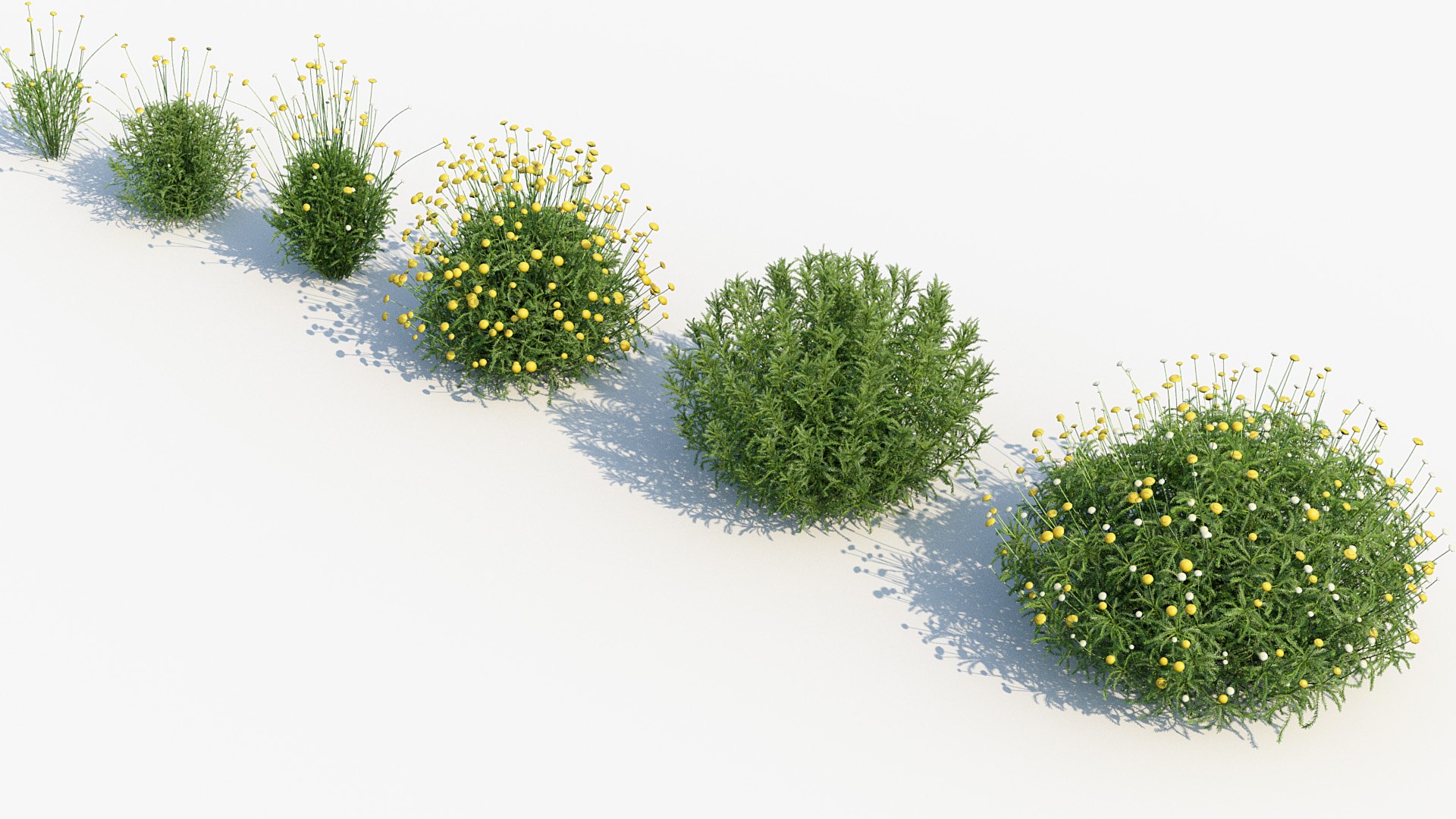 Package 05 Garden Flower Plants 3D https://p.turbosquid.com/ts-thumb/Fv/EpDM6s/w1/bc_pm_p05_santolina_rosmarinifolia_i_05/jpg/1705578174/1920x1080/fit_q87/e3f0c3396608fde0c1a5e72b91b4d9a25c83cdfa/bc_pm_p05_santolina_rosmarinifolia_i_05.jpg