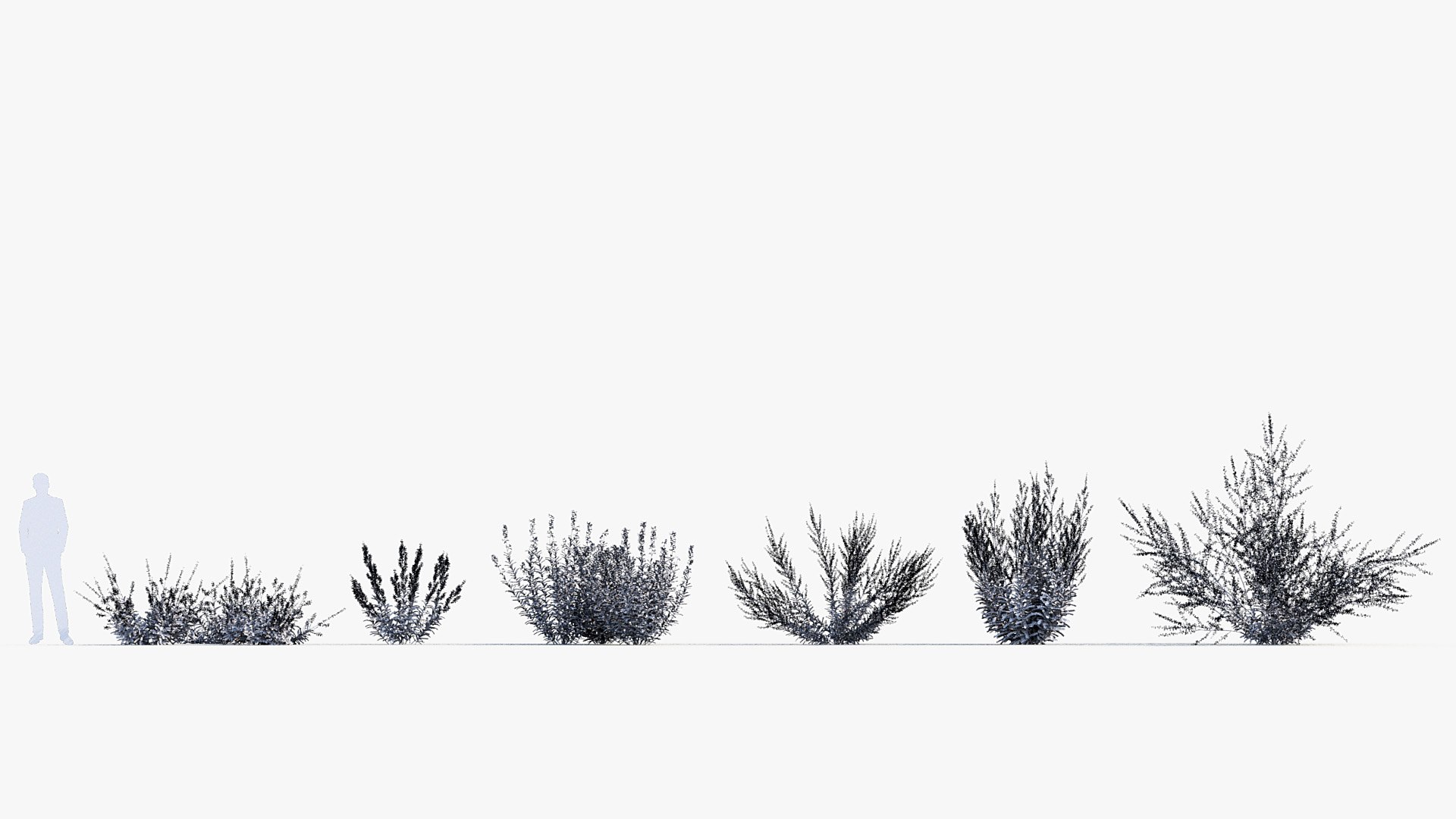 Package 05 Garden Flower Plants 3D https://p.turbosquid.com/ts-thumb/Fv/EpDM6s/yr/bc_pm_p05_perovskia_atriplicifolia_wire/jpg/1705578169/1920x1080/fit_q87/f9735ff0b9058df796b12c359550cf109915c60c/bc_pm_p05_perovskia_atriplicifolia_wire.jpg