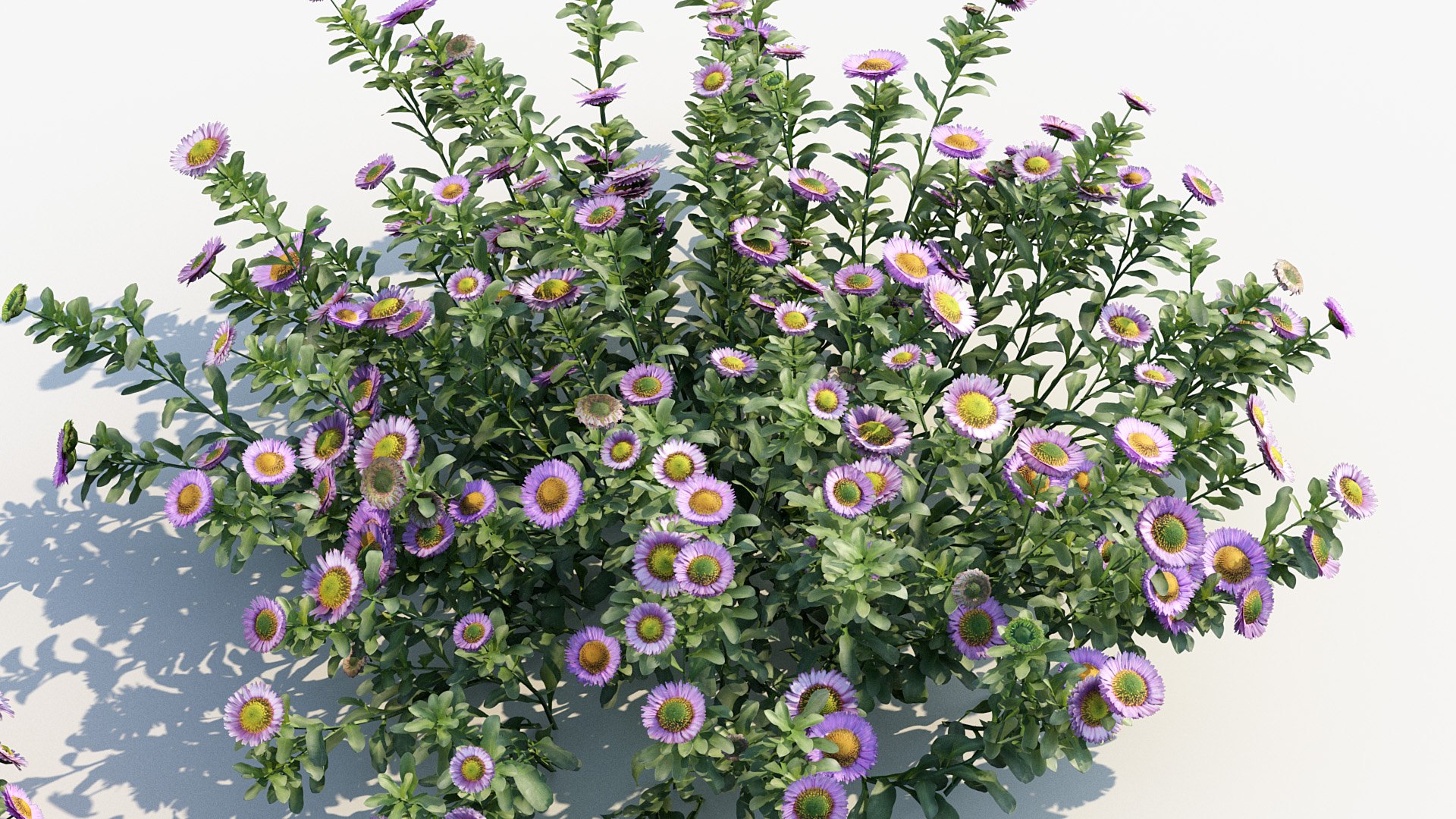 Package 05 Garden Flower Plants 3D https://p.turbosquid.com/ts-thumb/Fv/EpDM6s/zP/bc_pm_p05_erigeron_glaucus_04/jpg/1705578156/1920x1080/fit_q87/7434fdd854375d39c4562e764abb7eb25a0493d9/bc_pm_p05_erigeron_glaucus_04.jpg