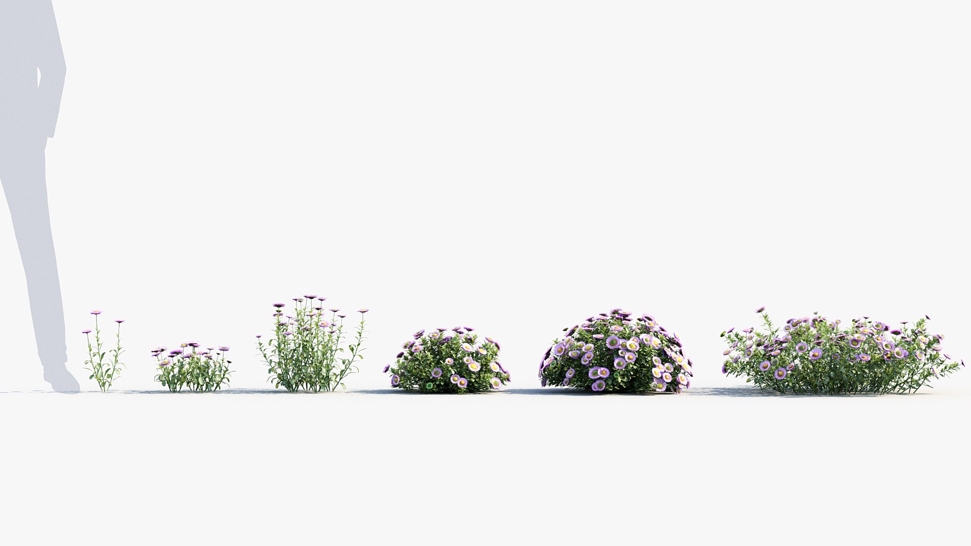 Package 05 Garden Flower Plants 3D https://p.turbosquid.com/ts-thumb/Fv/EpDM6s/zq/bc_pm_p05_erigeron_glaucus_01/jpg/1705578144/1920x1080/fit_q87/6a9959c7dc0c7351feeea34b1685fd8e9bc4d816/bc_pm_p05_erigeron_glaucus_01.jpg