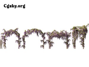 Wisteria sinensis - Chinese wisteria 02