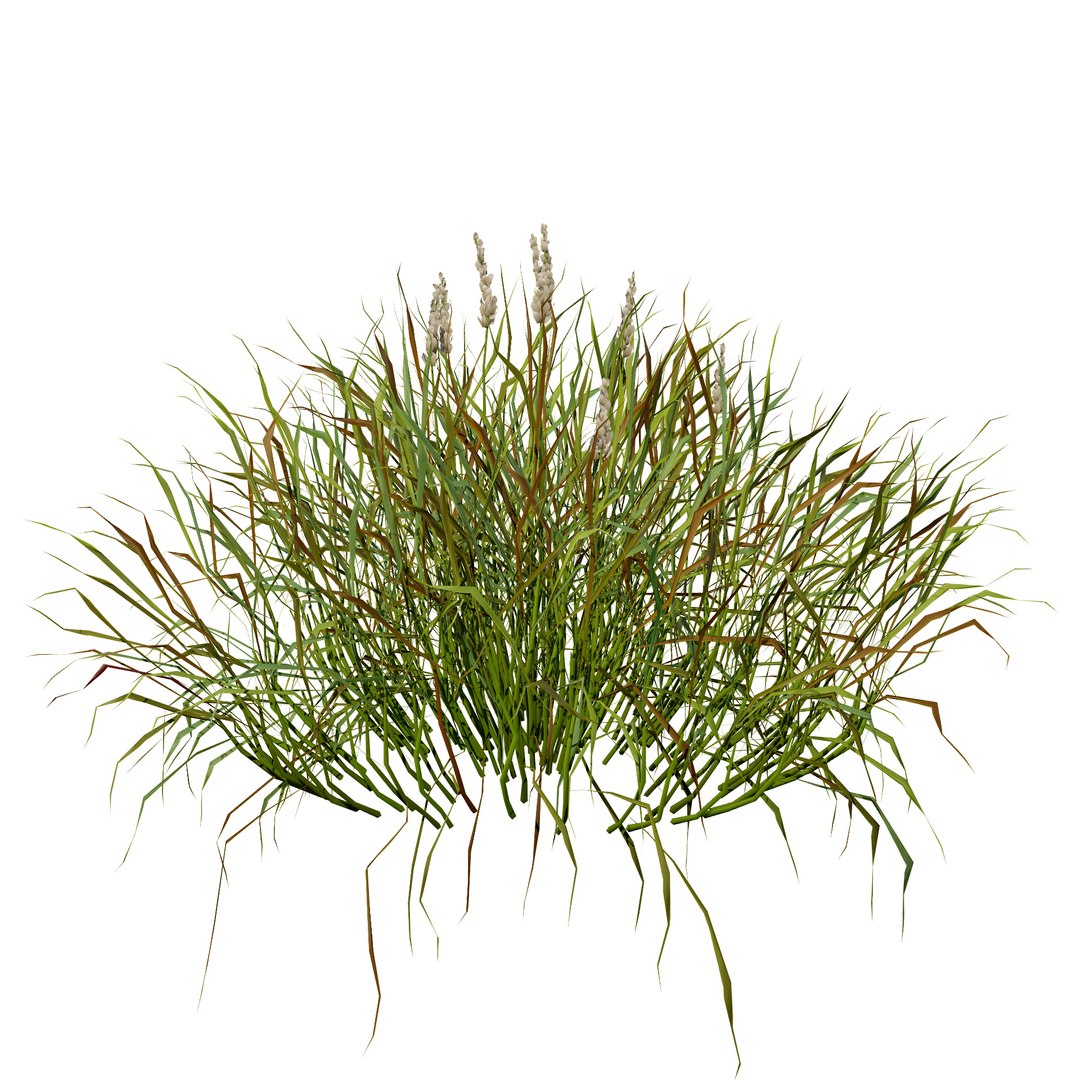 3D Realistic Grass 3D Model model https://p.turbosquid.com/ts-thumb/Fv/WzyYsr/8F/grasswithautumnseasons/jpg/1722428804/1920x1080/fit_q87/1977bc511533653f817b1fcf7130db9a5f07dfe8/grasswithautumnseasons.jpg