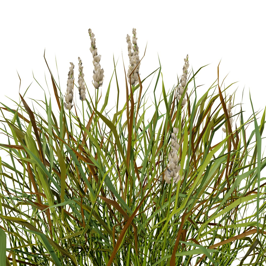 3D Realistic Grass 3D Model model https://p.turbosquid.com/ts-thumb/Fv/WzyYsr/Gq/grasswithautumnseasons2/jpg/1722428806/1920x1080/fit_q87/48c9546fdc75e98c7e57461e3ff7f671b8d549b4/grasswithautumnseasons2.jpg