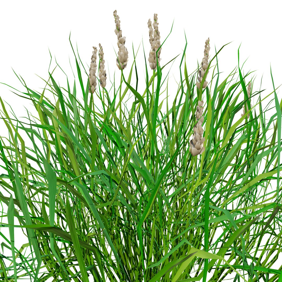 3D Realistic Grass 3D Model model https://p.turbosquid.com/ts-thumb/Fv/WzyYsr/MP/grasswithspringseasons12/jpg/1722428809/1920x1080/fit_q87/ca00269522737c88580422427e51ad4e5b81fee6/grasswithspringseasons12.jpg