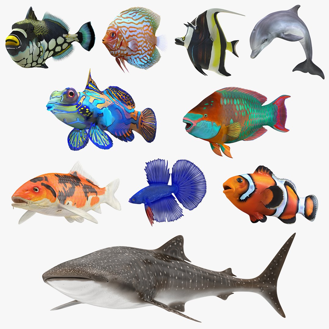Fishes 3D Models Collection 4 3D model preview