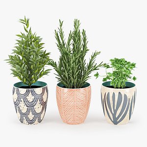 3d model of laurus parsley romero