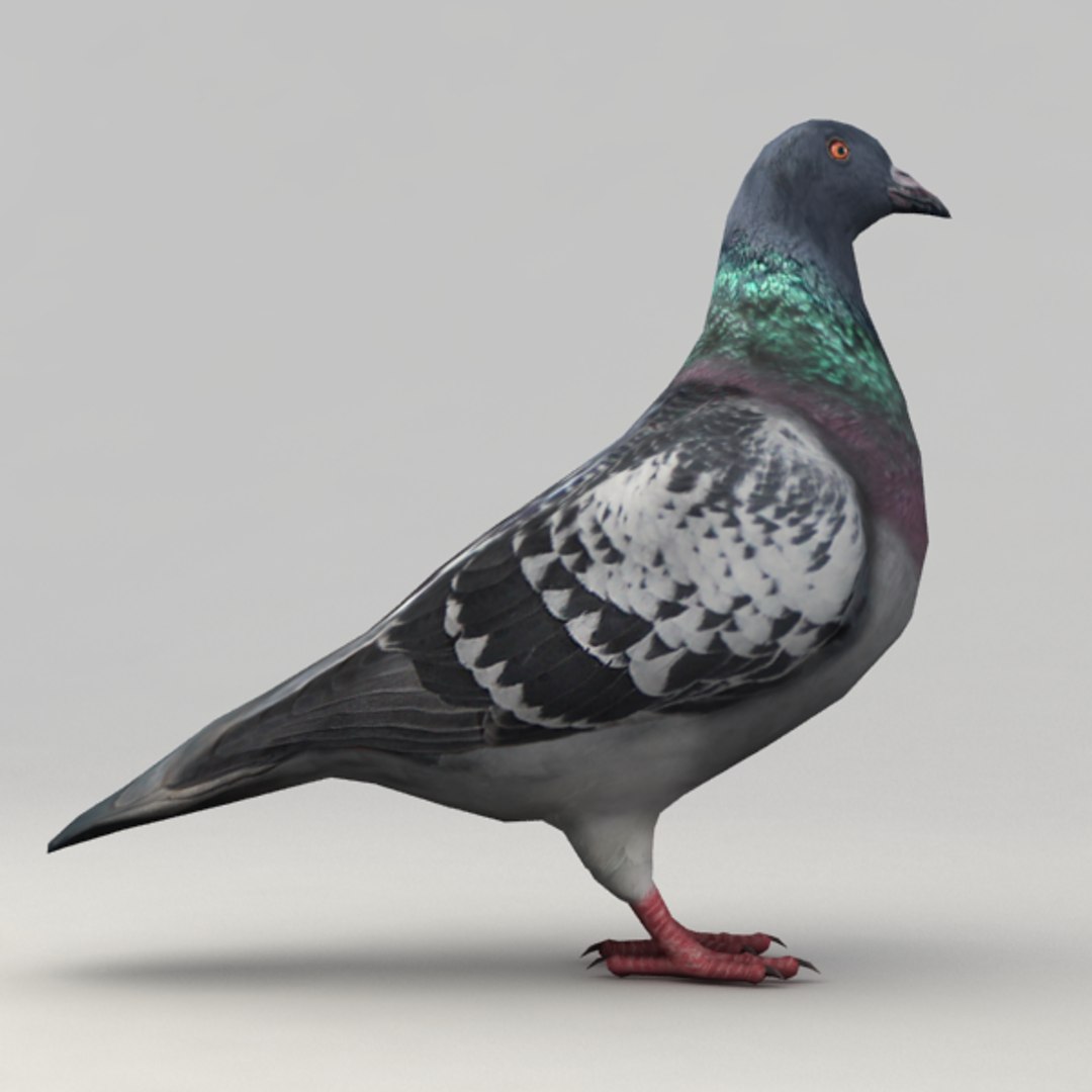 Rigged Pigeon 3d Model