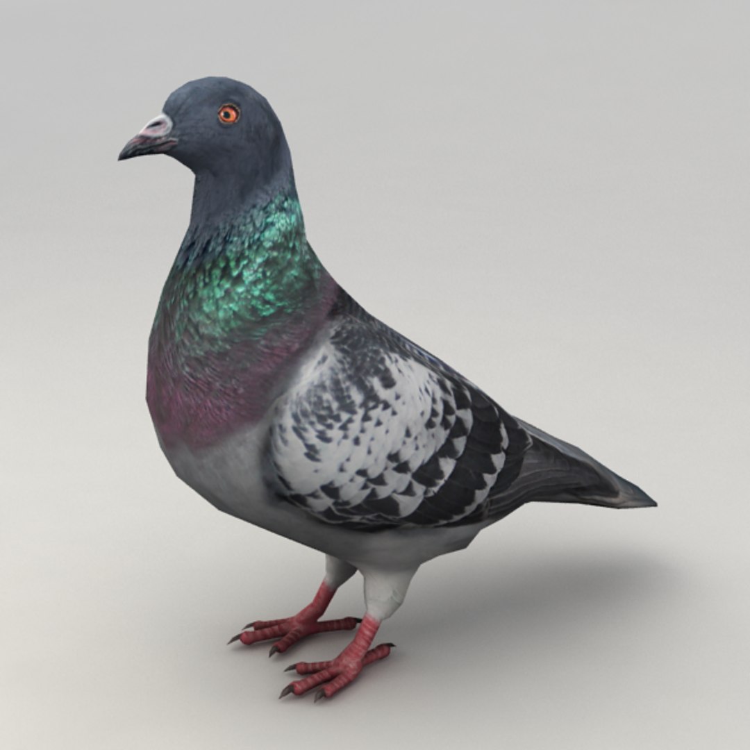 Rigged Pigeon 3d Model